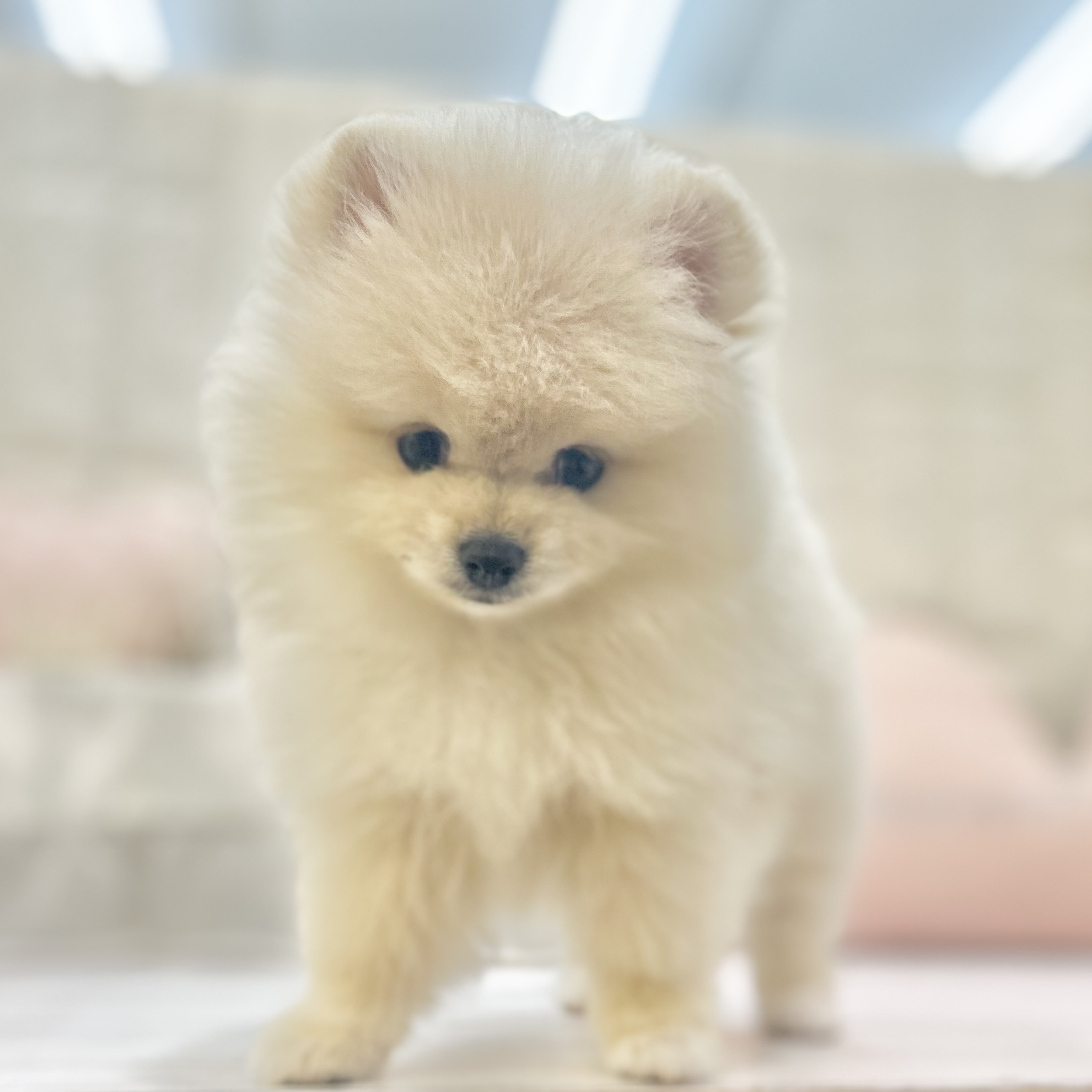 岡山県のポメラニアン (犬の家＆猫の里倉敷店/2025年7月13日生まれ/男の子/クリーム)の子犬の4枚目の画像