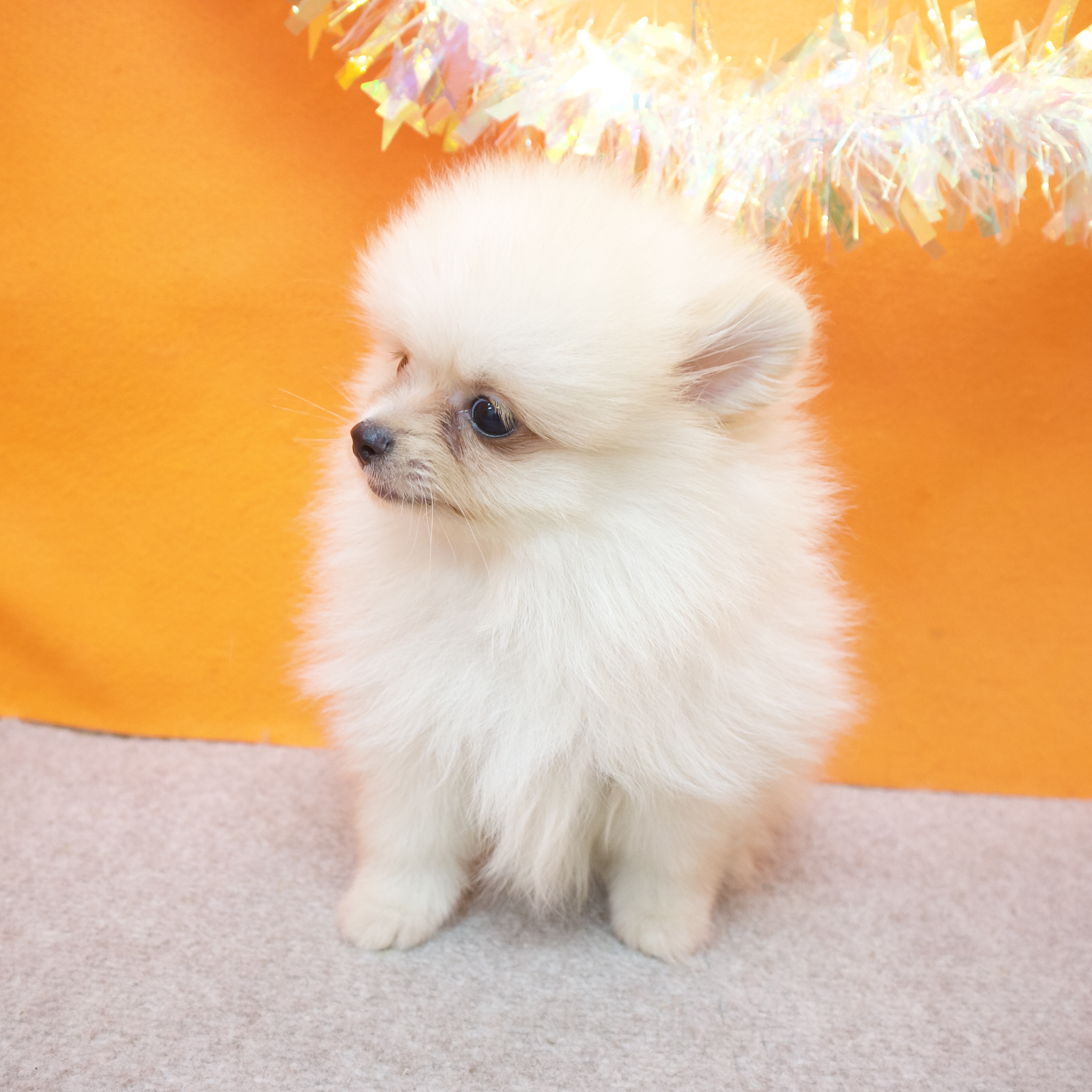 大阪府のポメラニアン (犬の家＆猫の里吹田店/2025年9月5日生まれ/男の子/クリームホワイト)の子犬の4枚目の画像