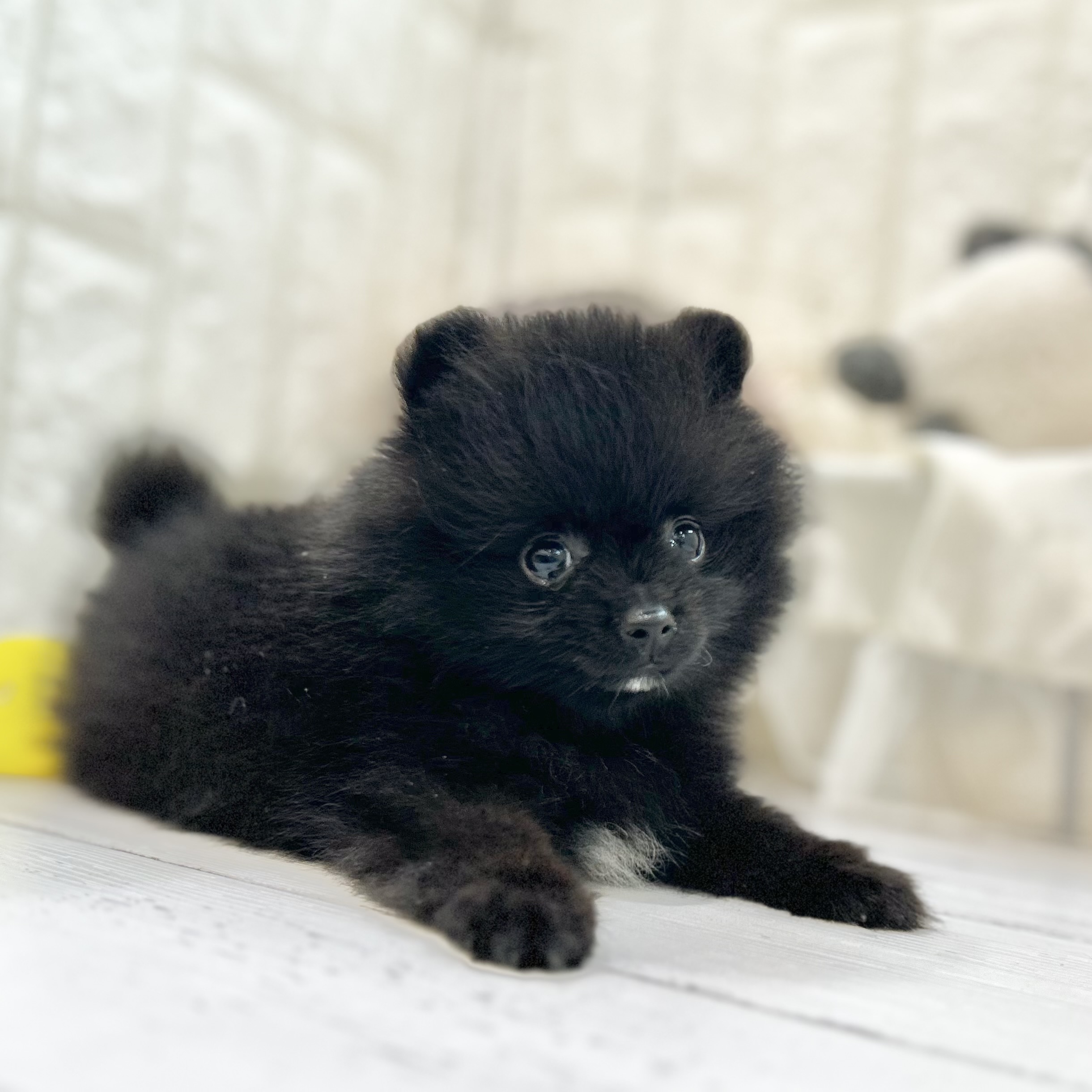 岡山県のポメチワ/チワポメ/ポメチー(ポメラニアン×チワワ) (犬の家＆猫の里倉敷店/2025年7月13日生まれ/男の子/ブラック)の子犬の1枚目の画像