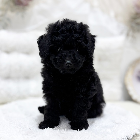 岐阜県のトイプードル(トイ) (犬の家＆猫の里カラフルタウン岐阜店/2025年12月2日生まれ/女の子/ブラック)の子犬の4枚目の画像