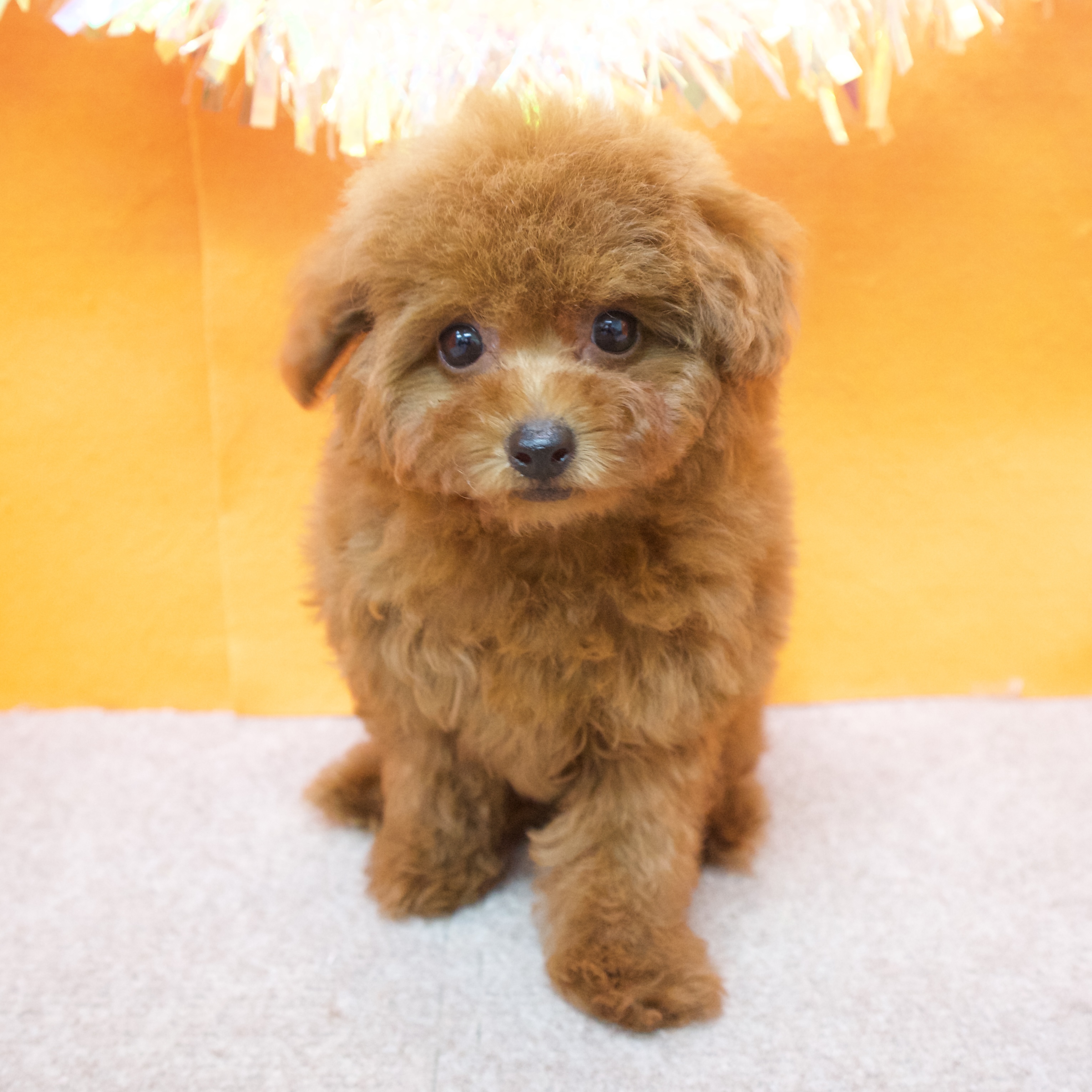 大阪府のトイプードル(トイ) (犬の家＆猫の里吹田店/2025年9月8日生まれ/男の子/レッドフォーン)の子犬の4枚目の画像