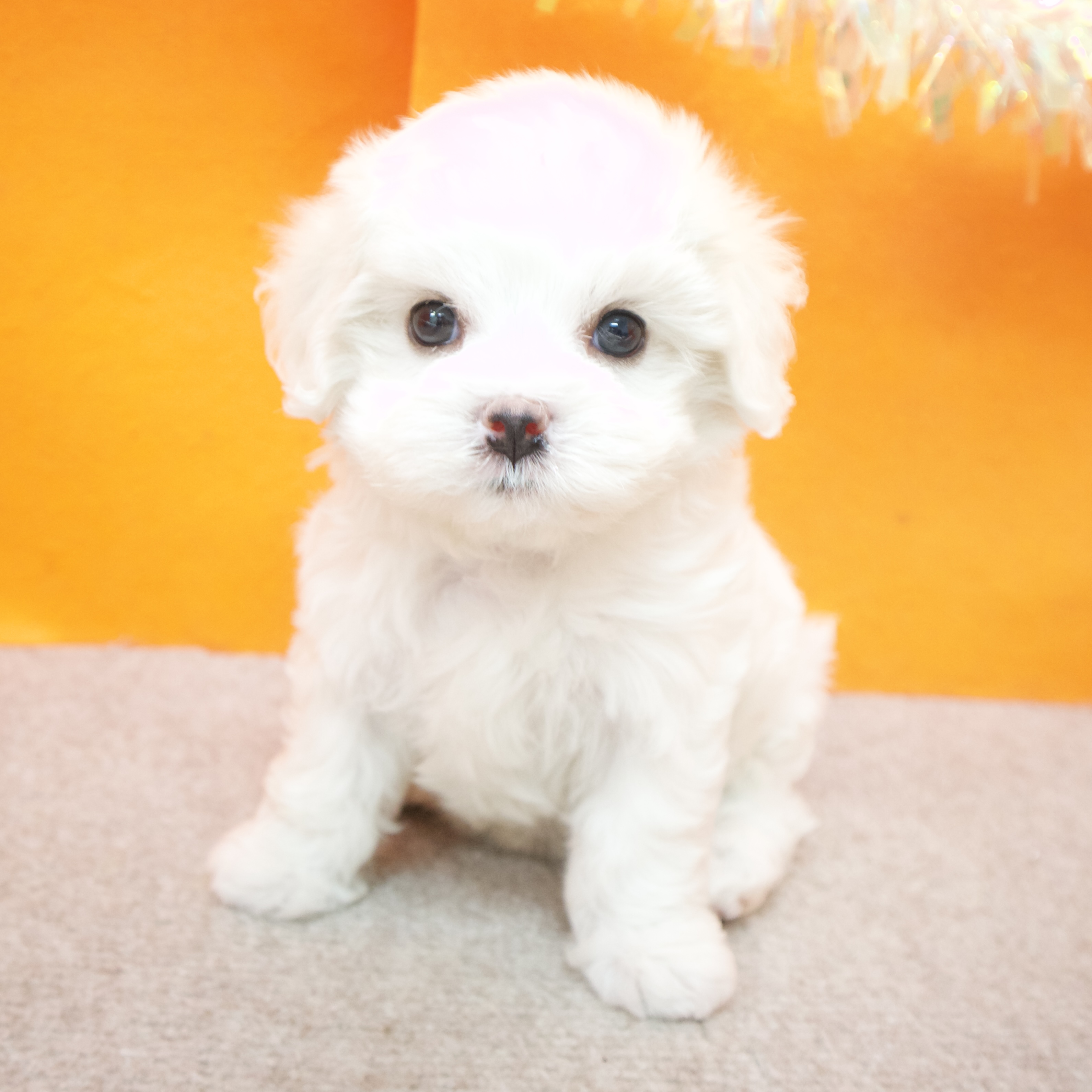 大阪府のハーフ犬・ミックス犬 (犬の家＆猫の里吹田店/2025年9月8日生まれ/女の子/ホワイト)の子犬の4枚目の画像