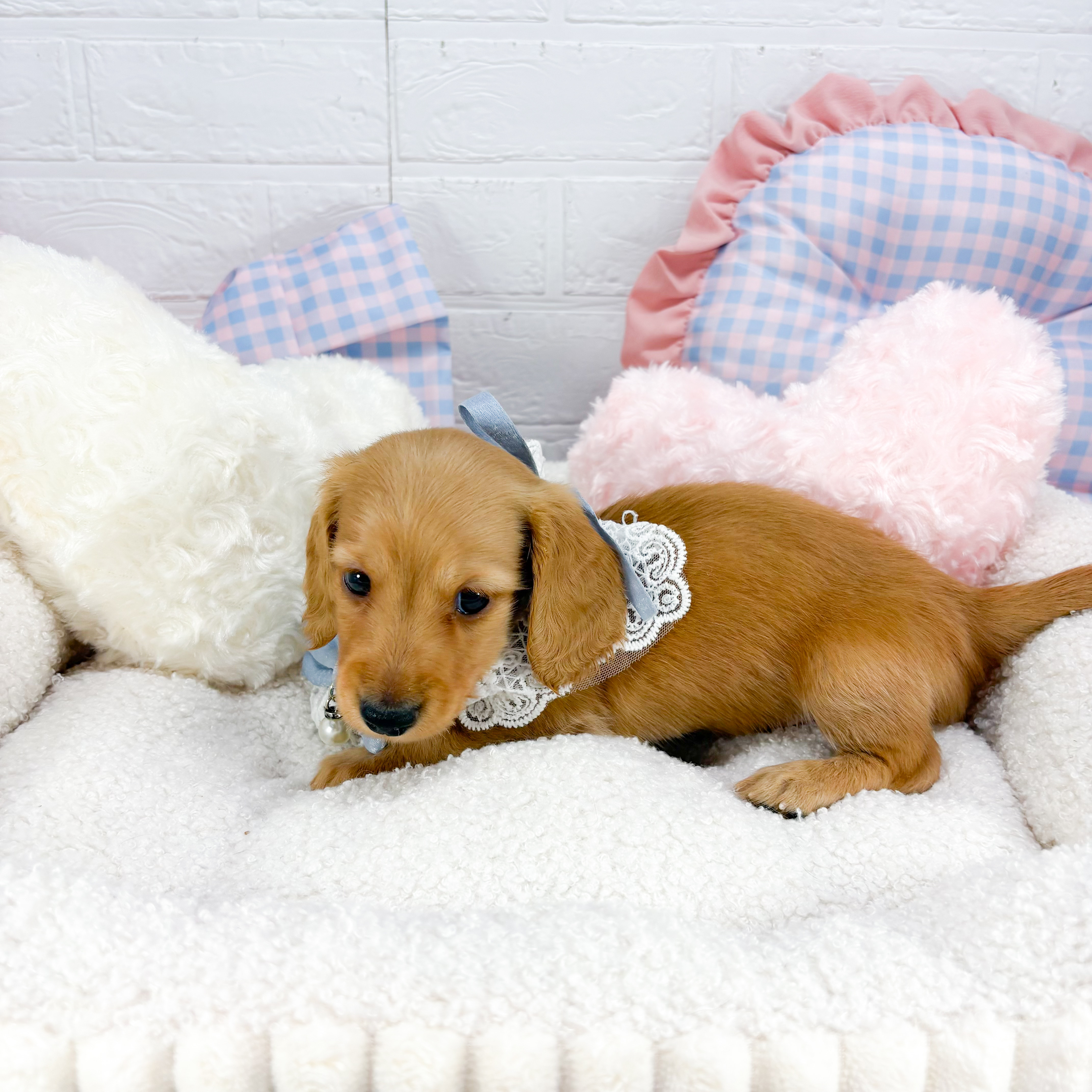 神奈川県のミニチュアダックスフンド(ロング) (犬の家＆猫の里元住吉ブレーメン通り店/2025年8月11日生まれ/男の子/ゴールド)の子犬の1枚目の画像