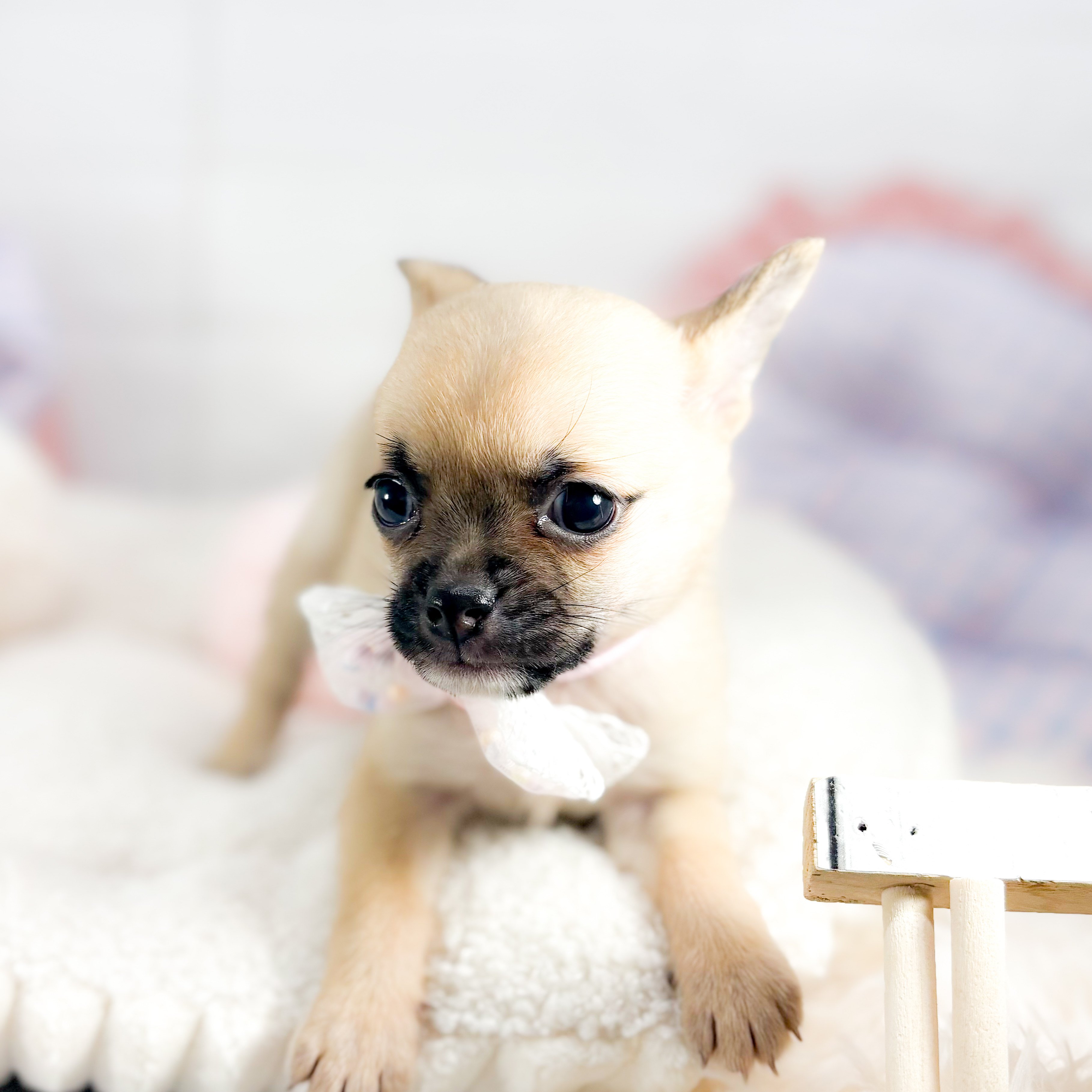 神奈川県のチワパグ/パグチー(チワワ×パグ) (犬の家＆猫の里元住吉ブレーメン通り店/2025年8月24日生まれ/女の子/フォーン)の子犬の4枚目の画像