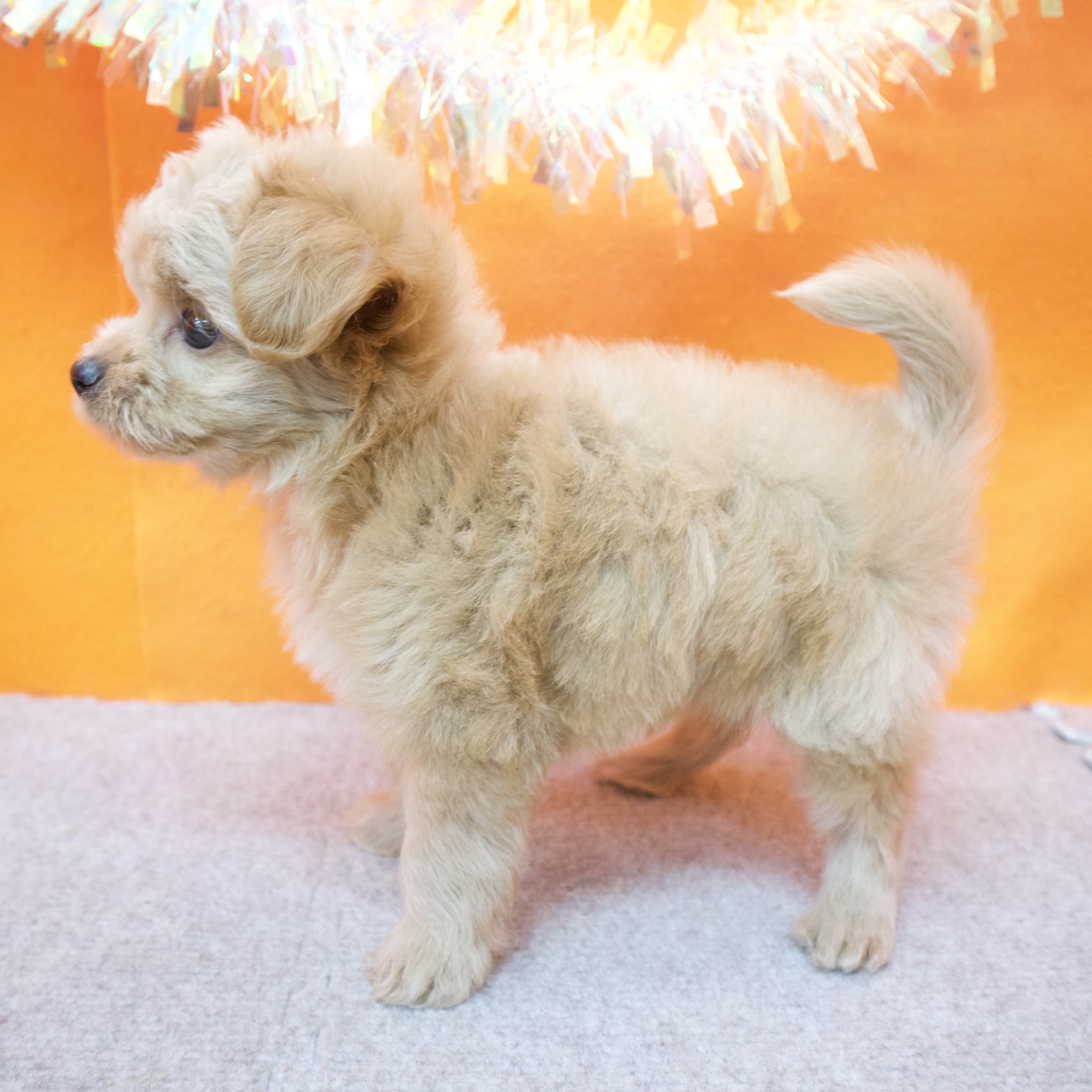 大阪府のチワプー/プーチー(チワワ×プードル) (犬の家＆猫の里吹田店/2025年9月10日生まれ/男の子/クリーム)の子犬の4枚目の画像