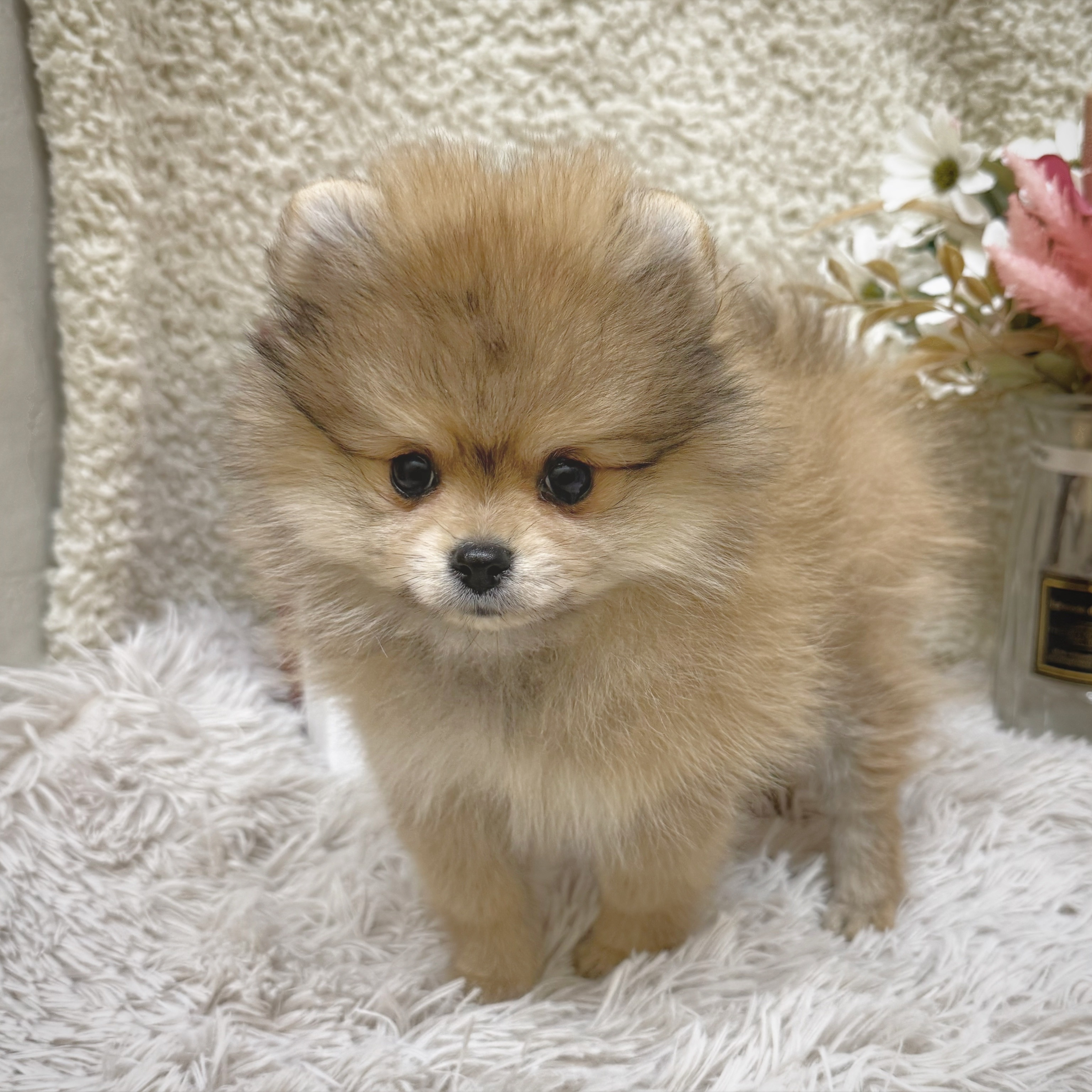 静岡県のポメラニアン (犬の家＆猫の里藤枝店/2025年11月18日生まれ/女の子/オレンジ)の子犬の4枚目の画像