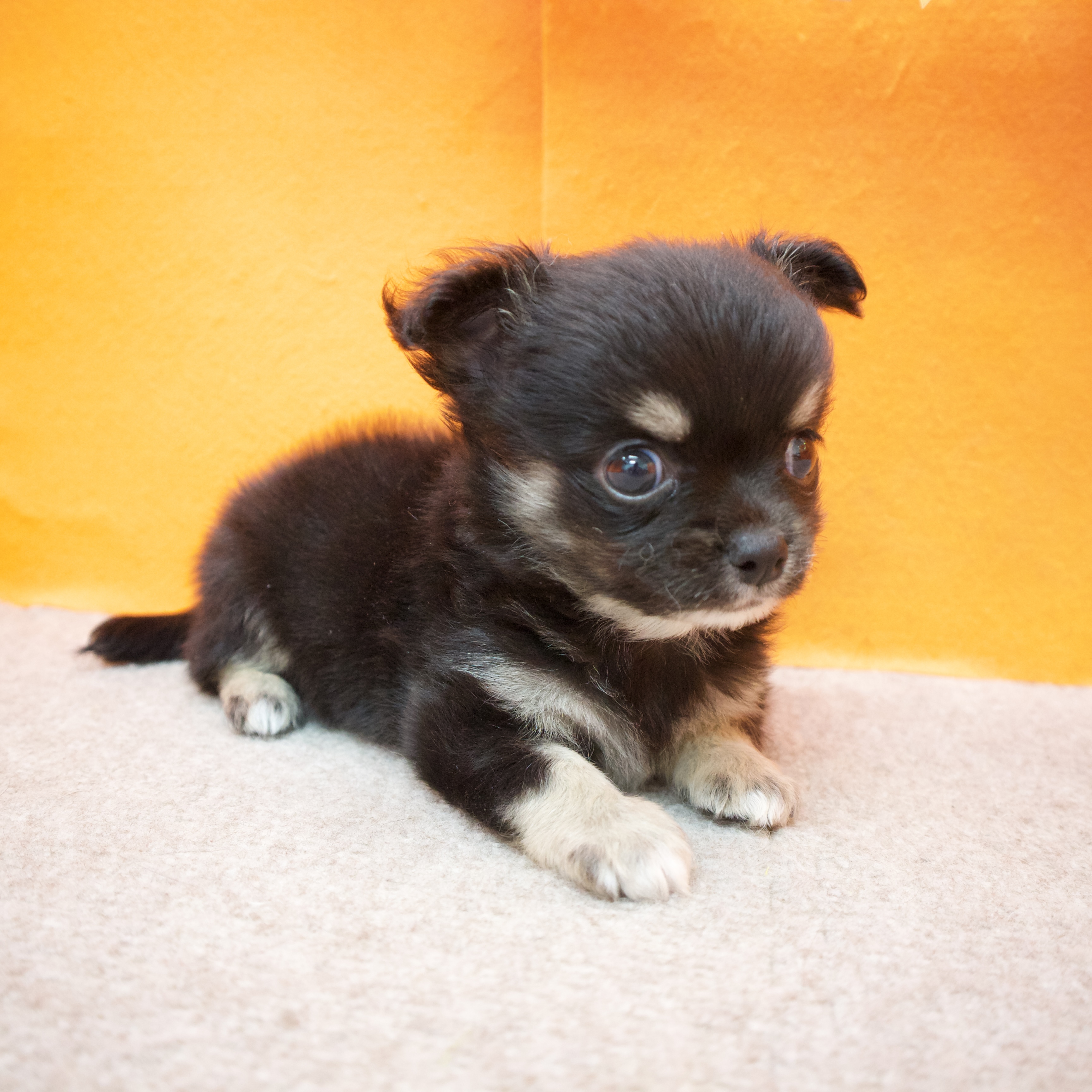 大阪府のチワワ(ロング) (犬の家＆猫の里吹田店/2025年9月12日生まれ/男の子/ブラックタン)の子犬の4枚目の画像