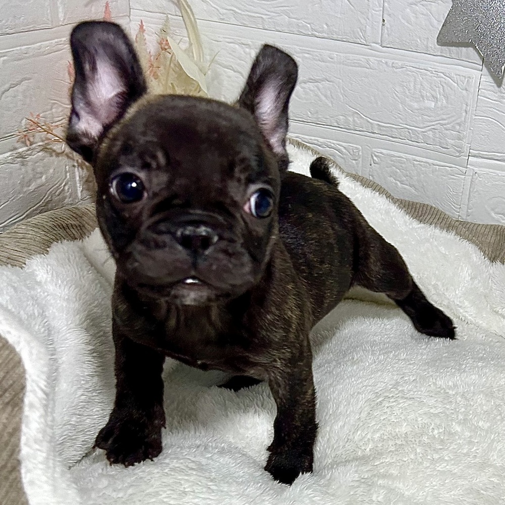 兵庫県のフレンチブルドッグ (犬の家＆猫の里ニッケパークタウン加古川店/2026年1月20日生まれ/男の子/ブリンドル)の子犬の4枚目の画像