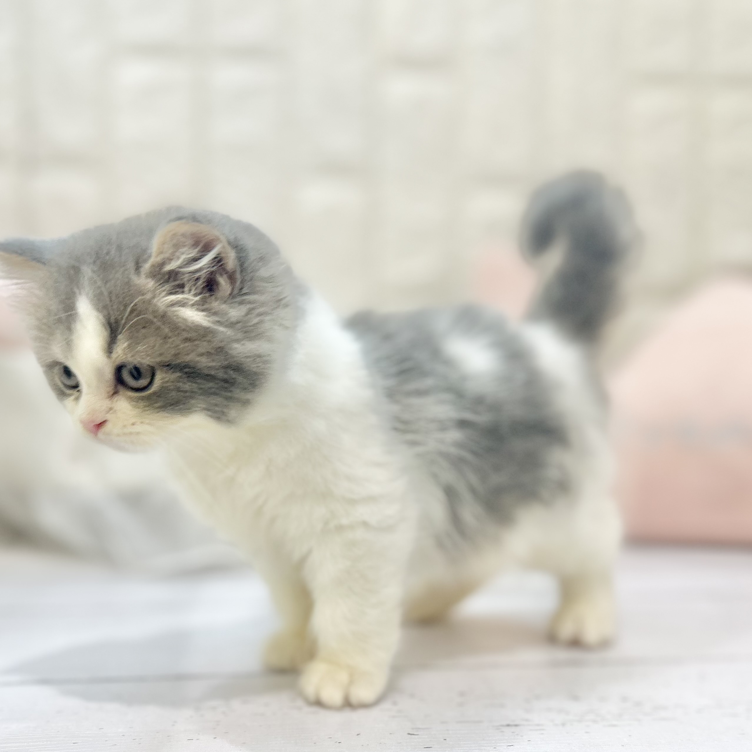 岡山県のスコティッシュストレート (犬の家＆猫の里倉敷店/2025年7月2日生まれ/女の子/ブルーホワイト)の子猫の4枚目の画像