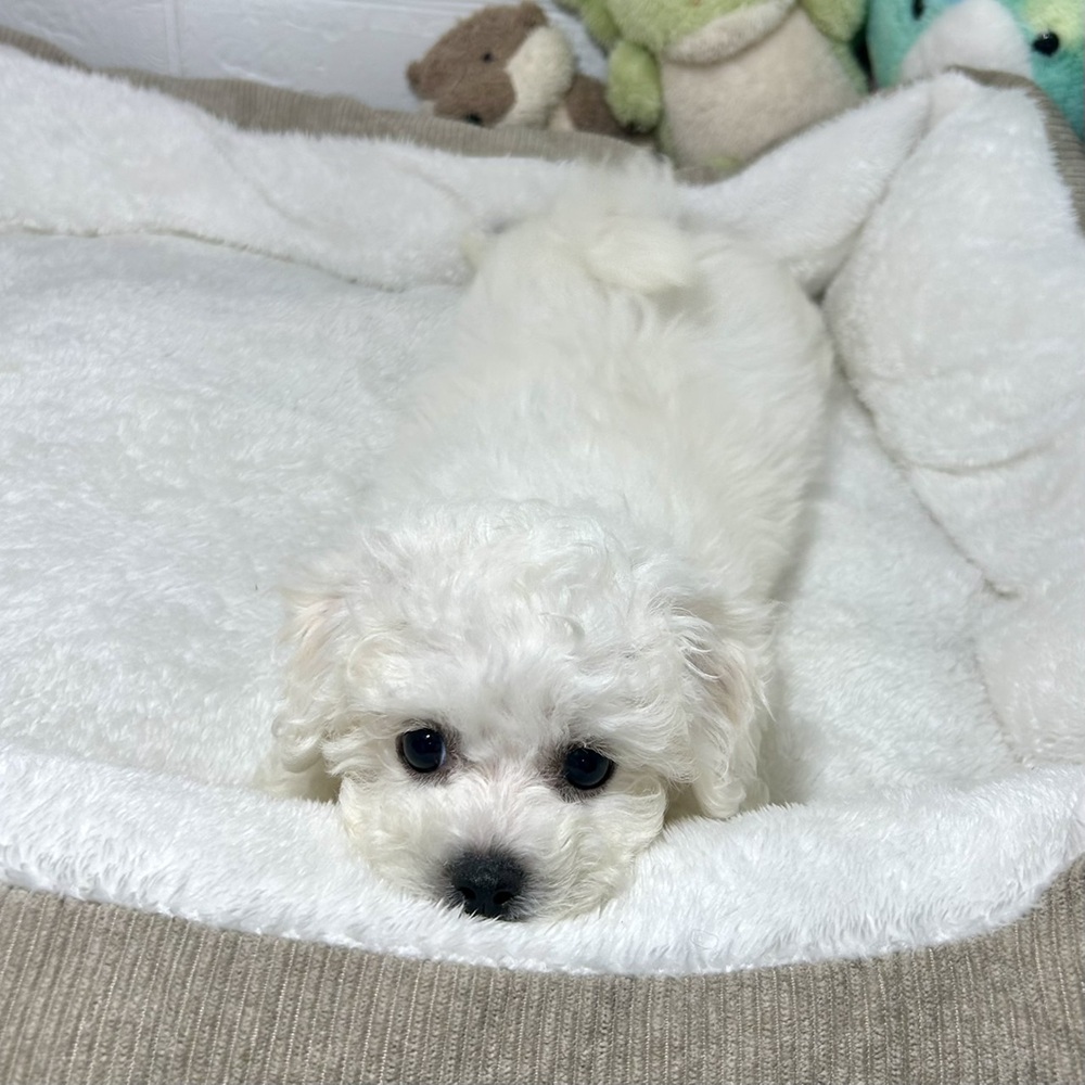 兵庫県のビションフリーゼ (犬の家＆猫の里ニッケパークタウン加古川店/2026年1月15日生まれ/男の子/ホワイト)の子犬の4枚目の画像
