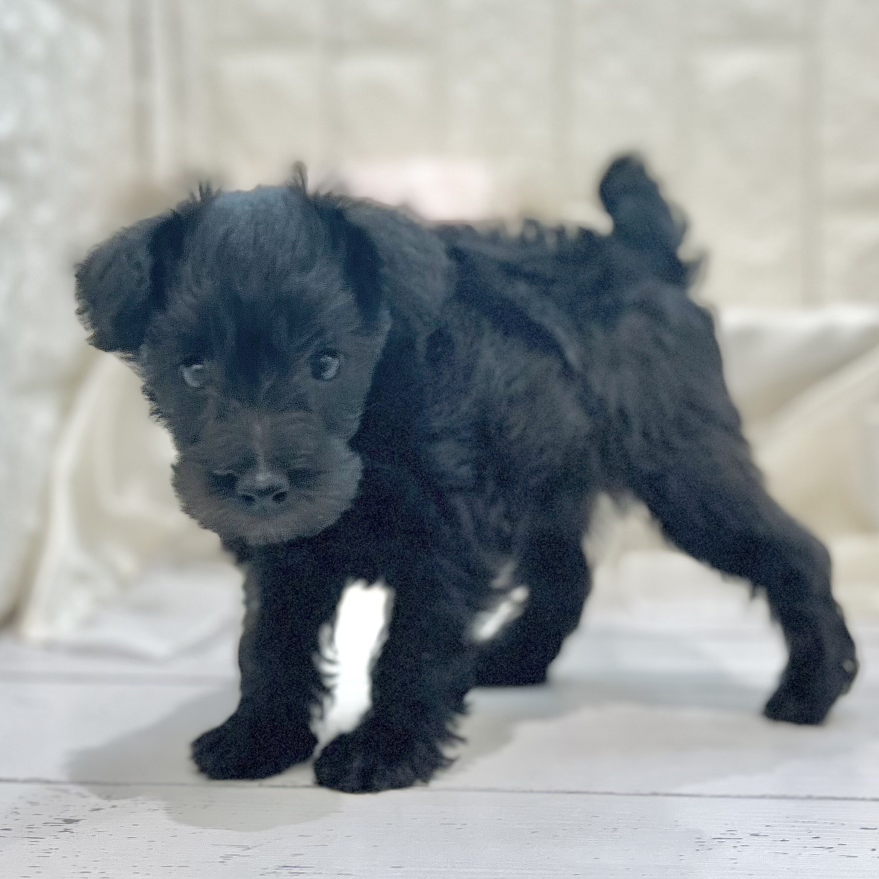 岡山県のシュナプー(シュナウザー×プードル) (犬の家＆猫の里倉敷店/2025年7月13日生まれ/女の子/ブラック)の子犬の4枚目の画像