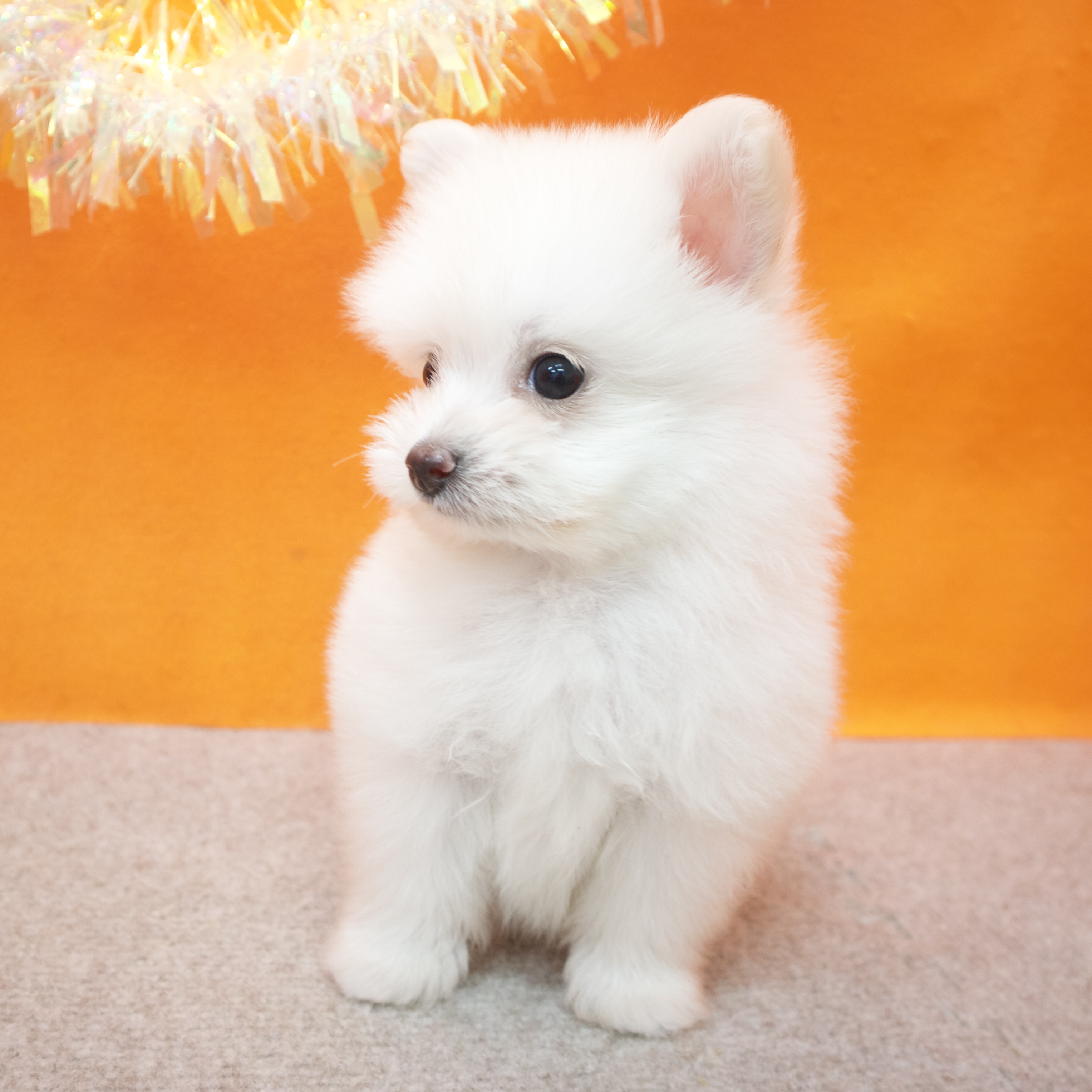 大阪府のポメプー(ポメラニアン×プードル) (犬の家＆猫の里吹田店/2025年9月13日生まれ/男の子/クリーム)の子犬の4枚目の画像