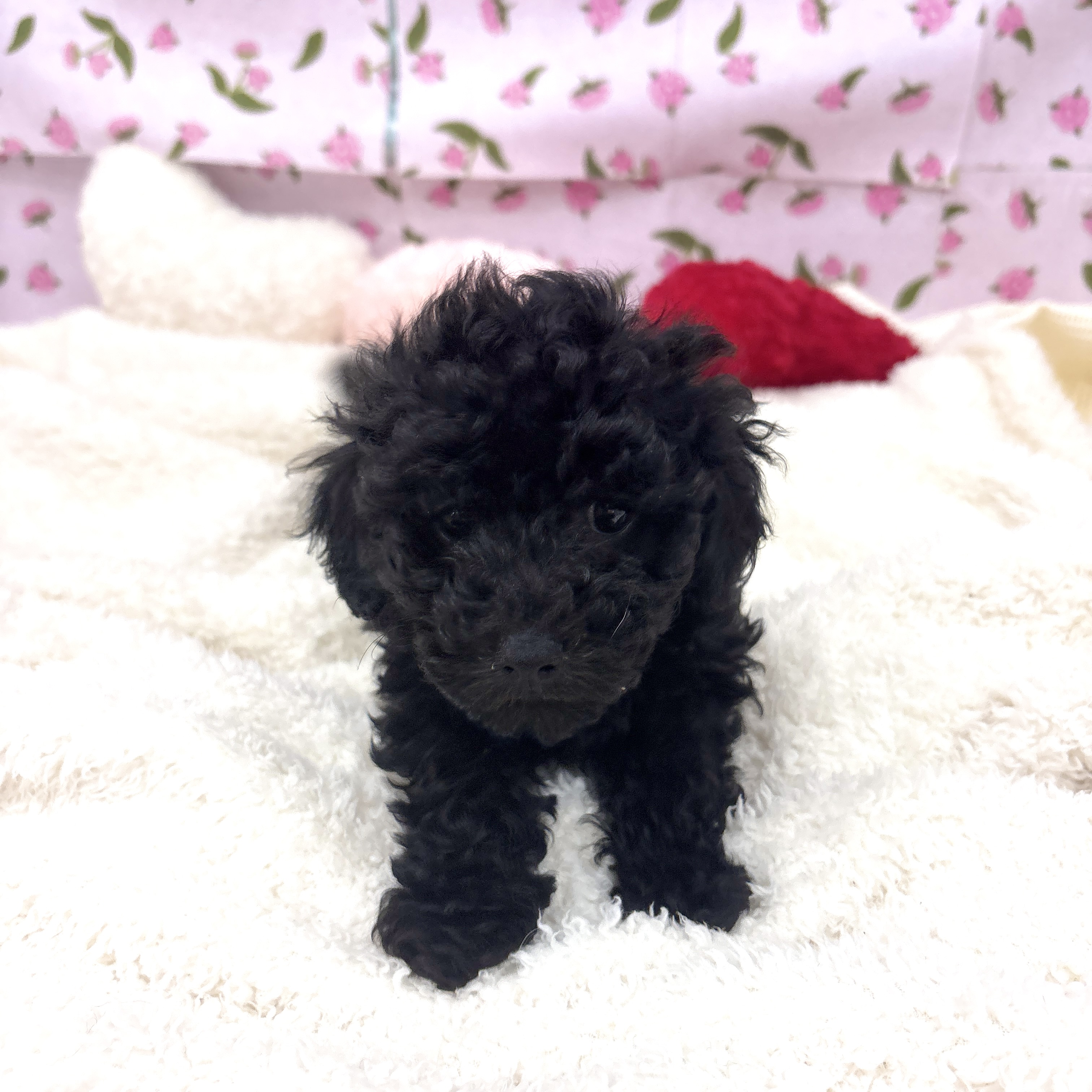 愛知県のトイプードル(トイ) (犬の家＆猫の里エアポートウォーク店/2026年3月2日生まれ/女の子/ブラック)の子犬の4枚目の画像