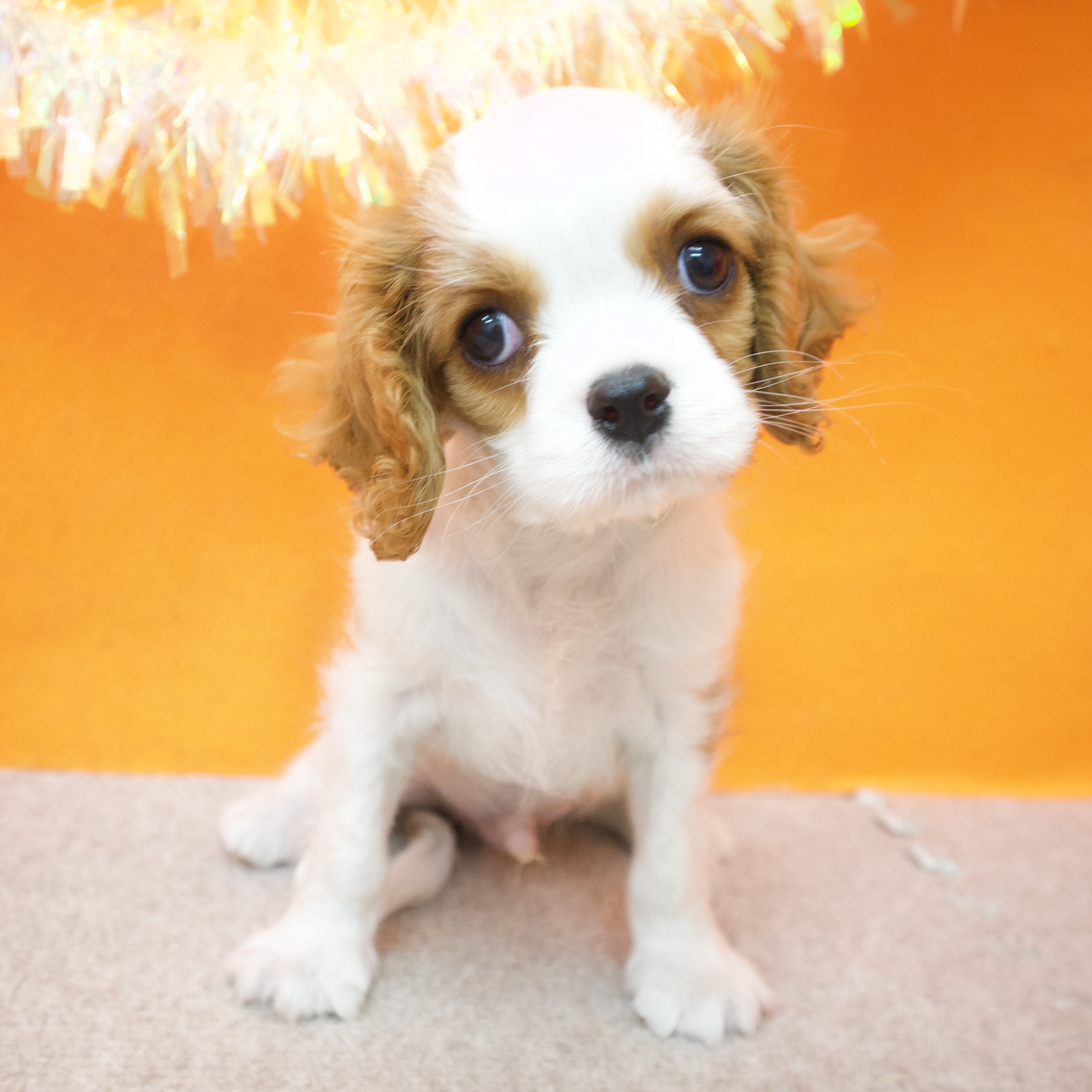 大阪府のキャバリアキングチャールズスパニエル (犬の家＆猫の里吹田店/2025年9月12日生まれ/男の子/ブレンハイム)の子犬の4枚目の画像