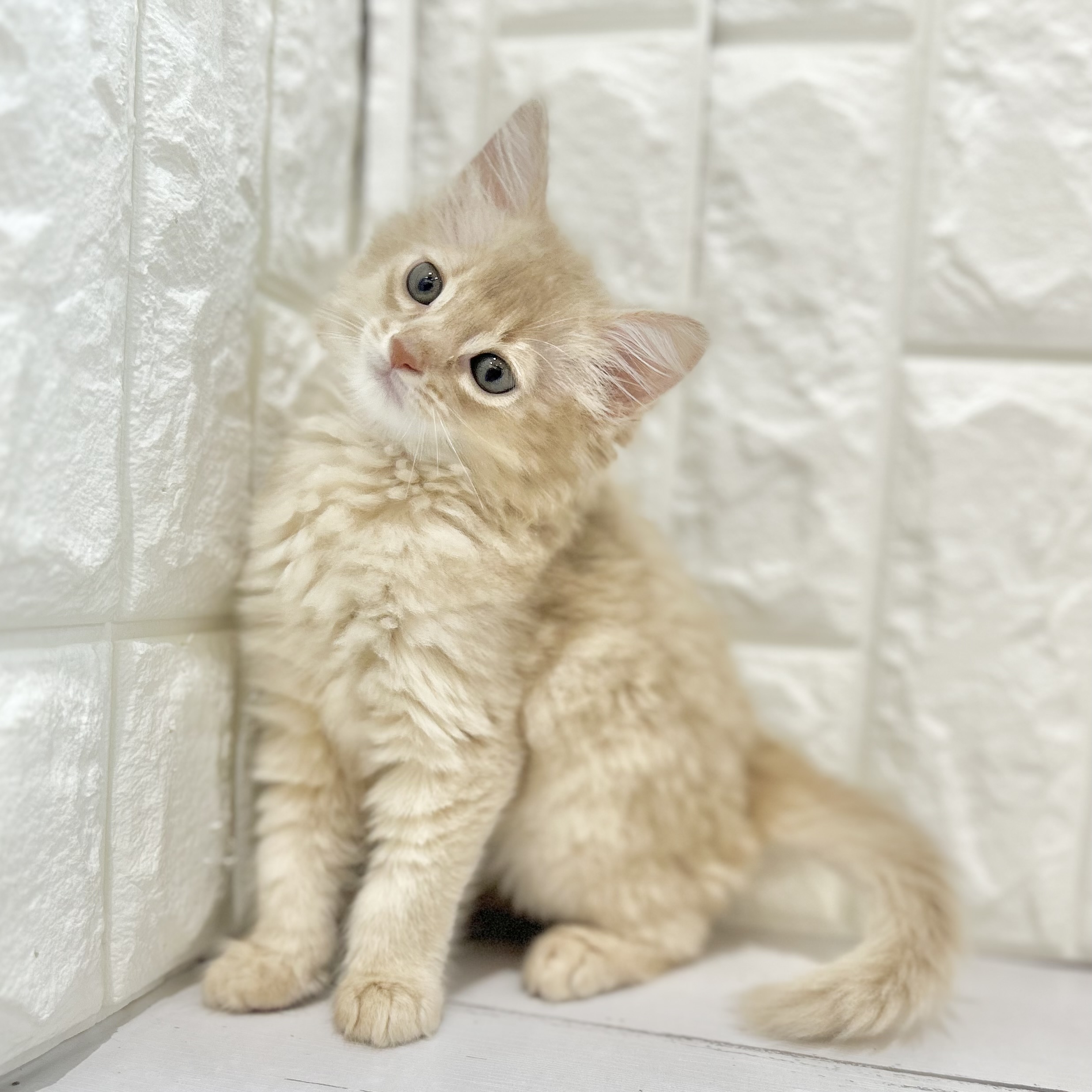 岡山県のソマリ (犬の家＆猫の里倉敷店/2025年7月19日生まれ/男の子/フォーン)の子猫の4枚目の画像