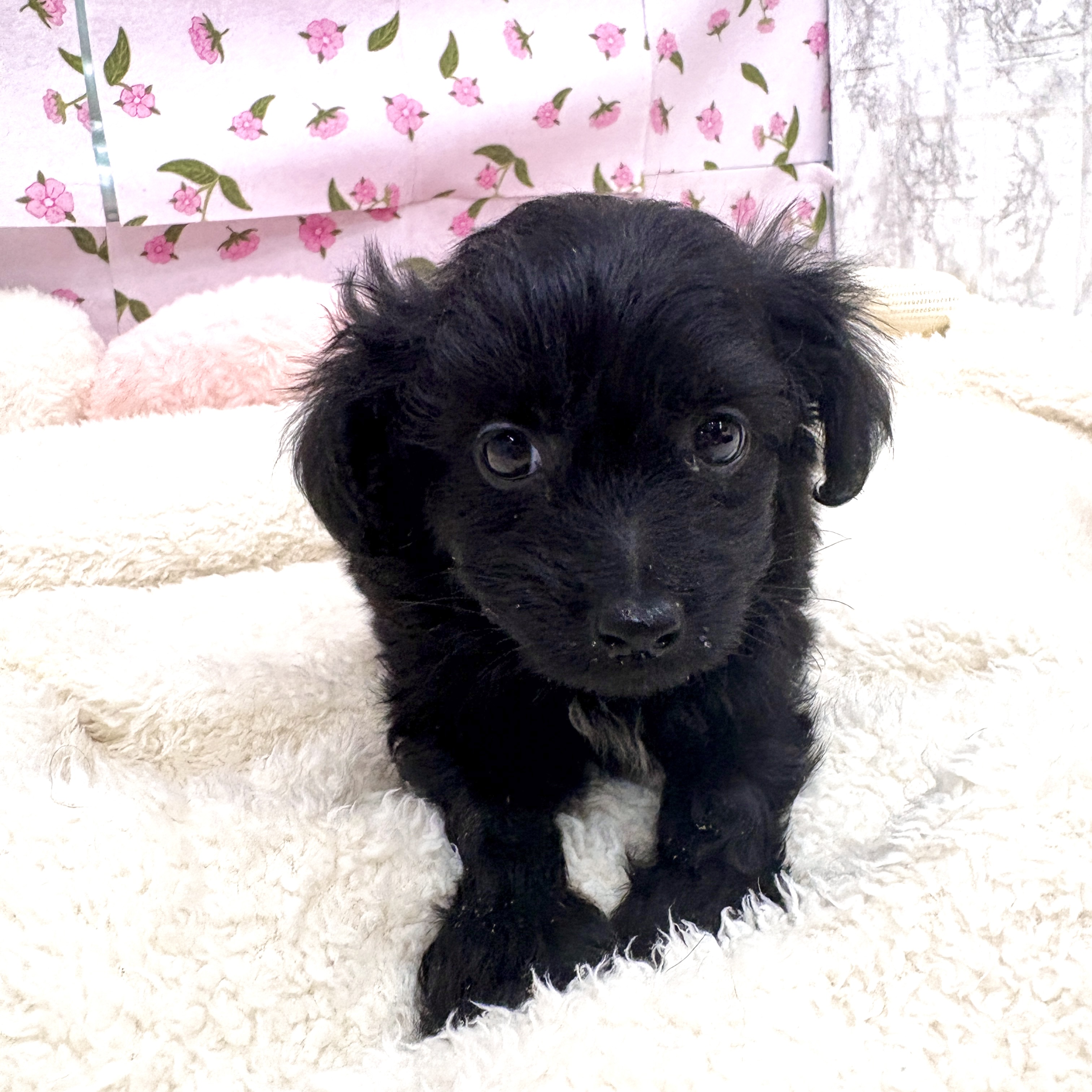 愛知県のチワプー/プーチー(チワワ×プードル) (犬の家＆猫の里エアポートウォーク店/2026年3月2日生まれ/男の子/ブラック)の子犬の4枚目の画像