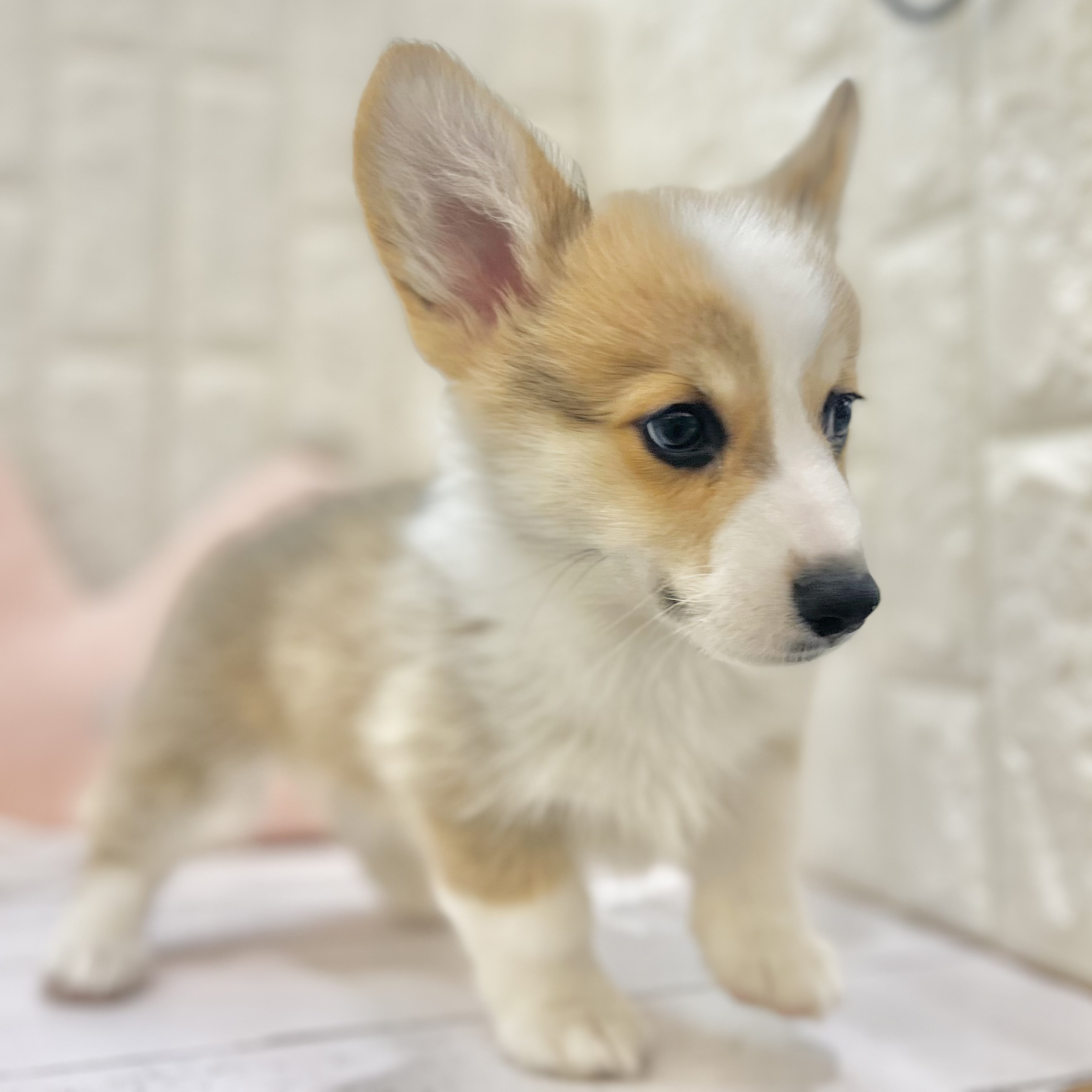 岡山県のウェルシュコーギーペンブローク (犬の家＆猫の里倉敷店/2025年7月16日生まれ/男の子/レッドホワイト)の子犬の4枚目の画像