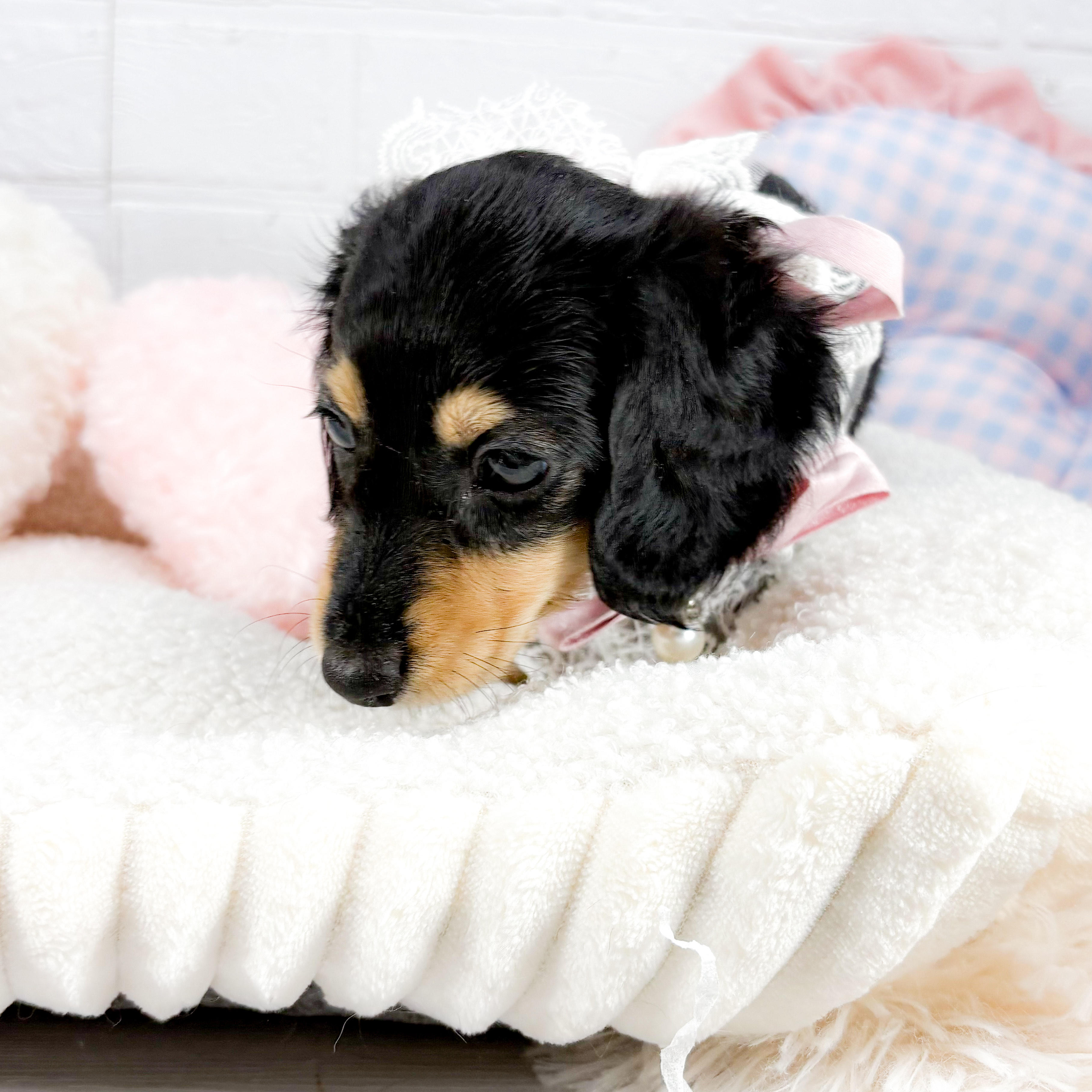 神奈川県のミニチュアダックスフンド(ロング) (犬の家＆猫の里元住吉ブレーメン通り店/2025年8月24日生まれ/女の子/ブラックタン)の子犬の4枚目の画像