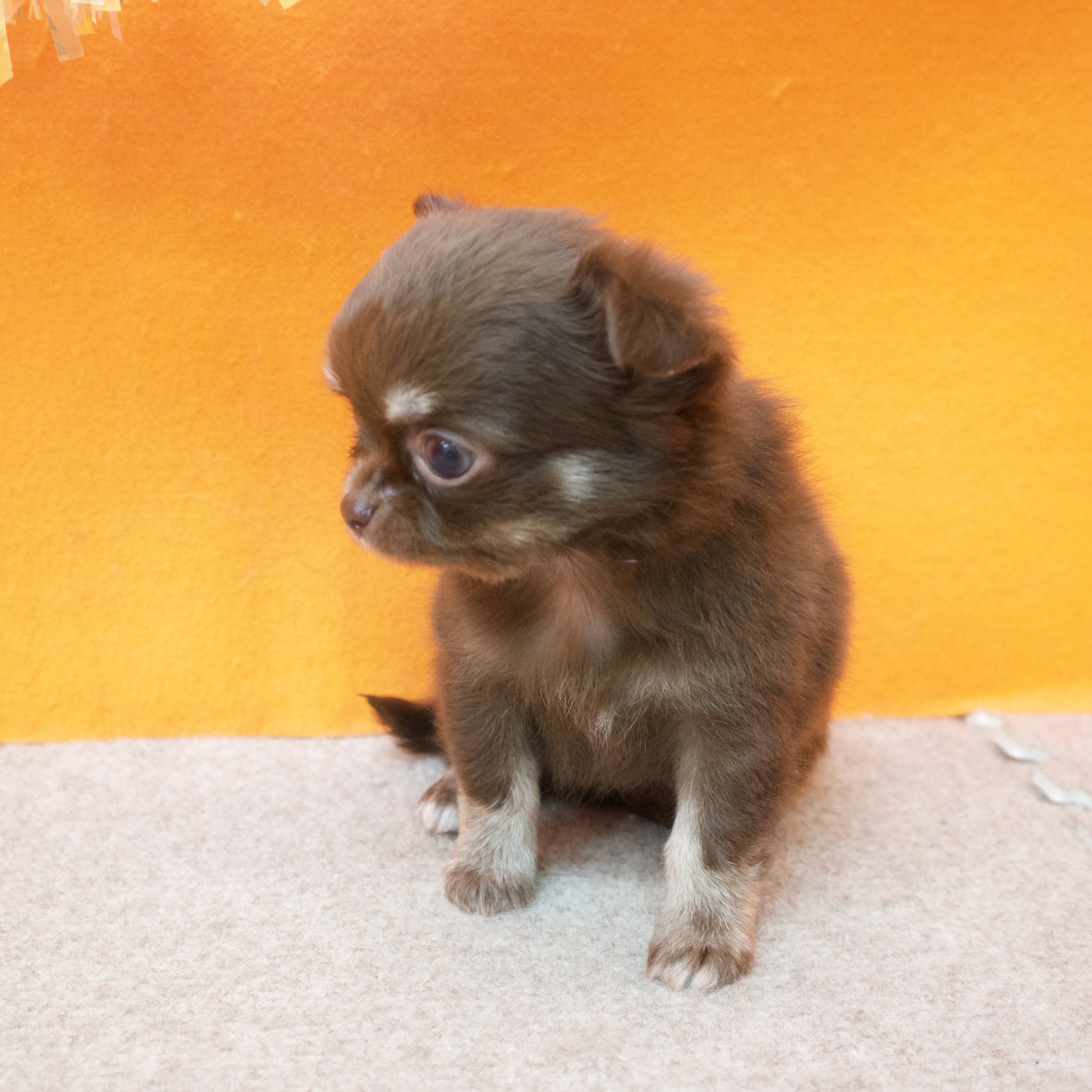 大阪府のチワワ(ロング) (犬の家＆猫の里吹田店/2025年9月18日生まれ/女の子/チョコレートクリーム)の子犬の4枚目の画像