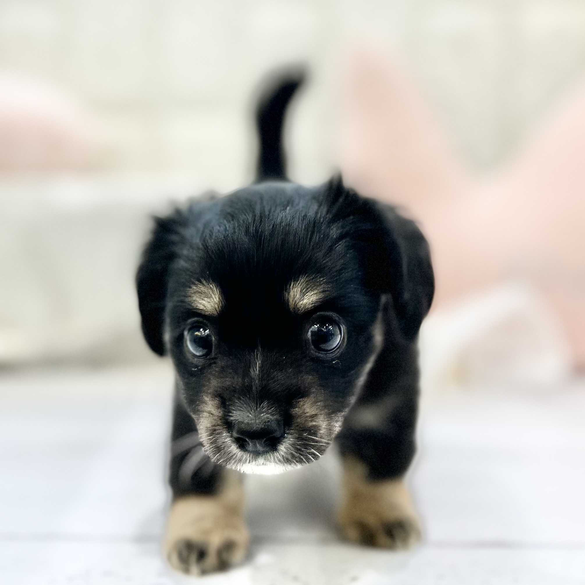 岡山県のチワックス(チワワ×ダックス) (犬の家＆猫の里倉敷店/2025年7月20日生まれ/女の子/ブラックタン)の子犬の1枚目の画像