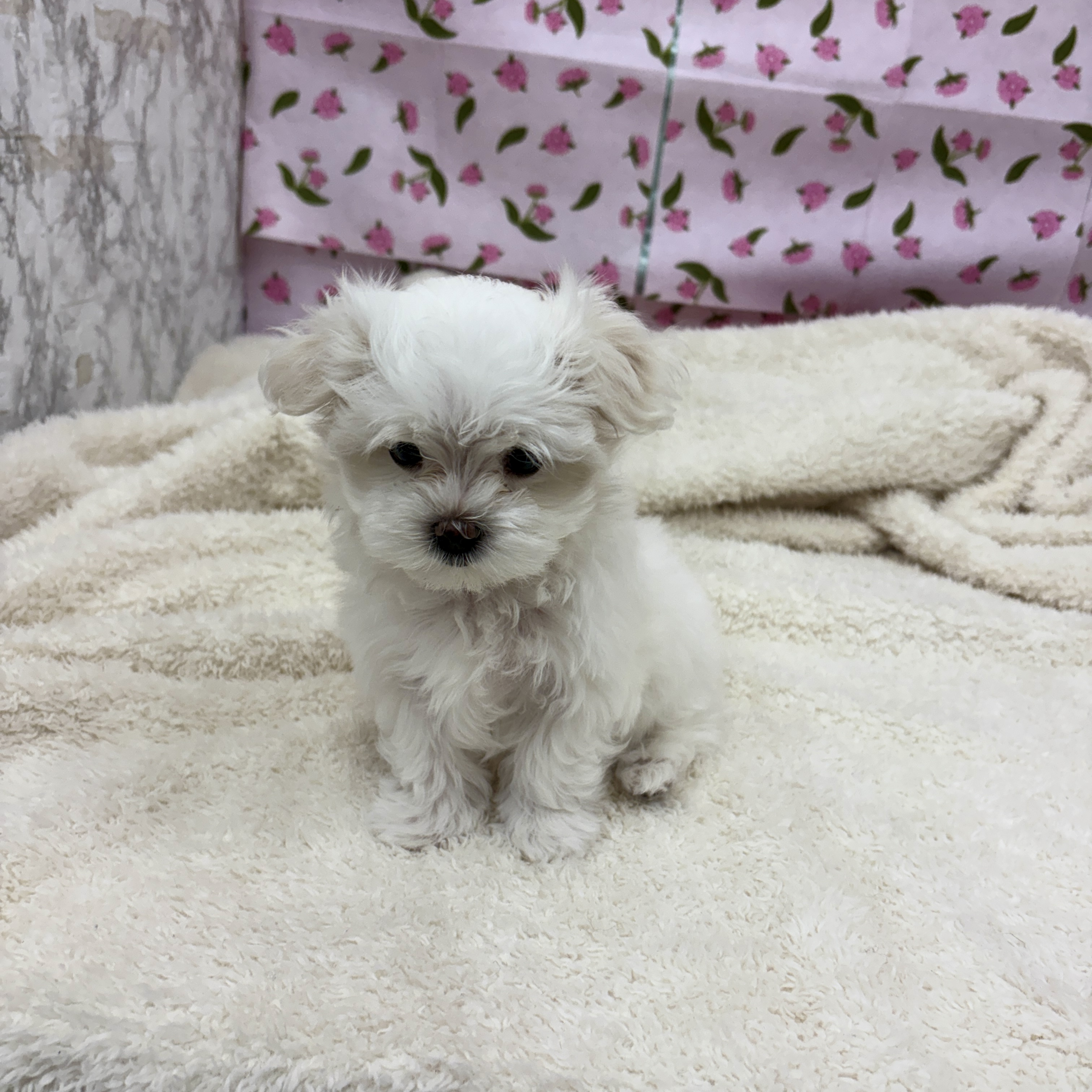 愛知県のマルチーズ (犬の家＆猫の里エアポートウォーク店/2026年3月3日生まれ/女の子/ホワイト)の子犬の4枚目の画像