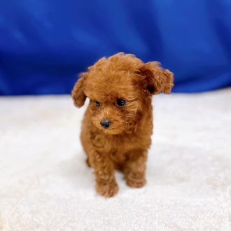 愛知県のトイプードル(トイ) (犬の家＆猫の里一宮店/2025年8月4日生まれ/男の子/レッドフォーン)の子犬の4枚目の画像