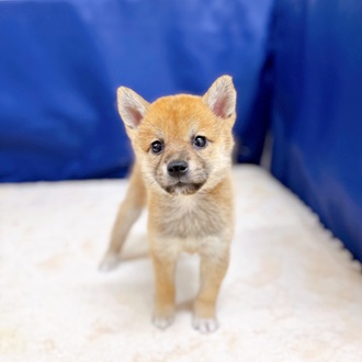 愛知県の柴犬(標準サイズ) (犬の家＆猫の里一宮店/2025年8月5日生まれ/女の子/赤)の子犬の4枚目の画像