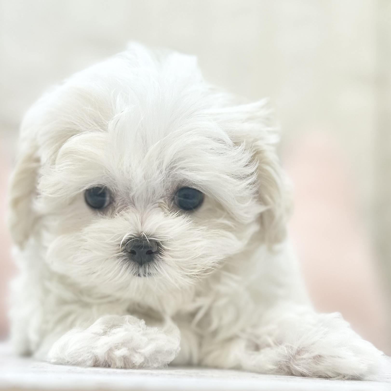 岡山県のマルチーズ (犬の家＆猫の里倉敷店/2025年7月13日生まれ/女の子/ホワイト)の子犬の4枚目の画像