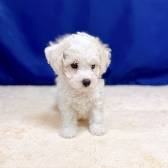 愛知県のビションフリーゼ (犬の家＆猫の里一宮店/2025年8月5日生まれ/男の子/ホワイト)の子犬の4枚目の画像