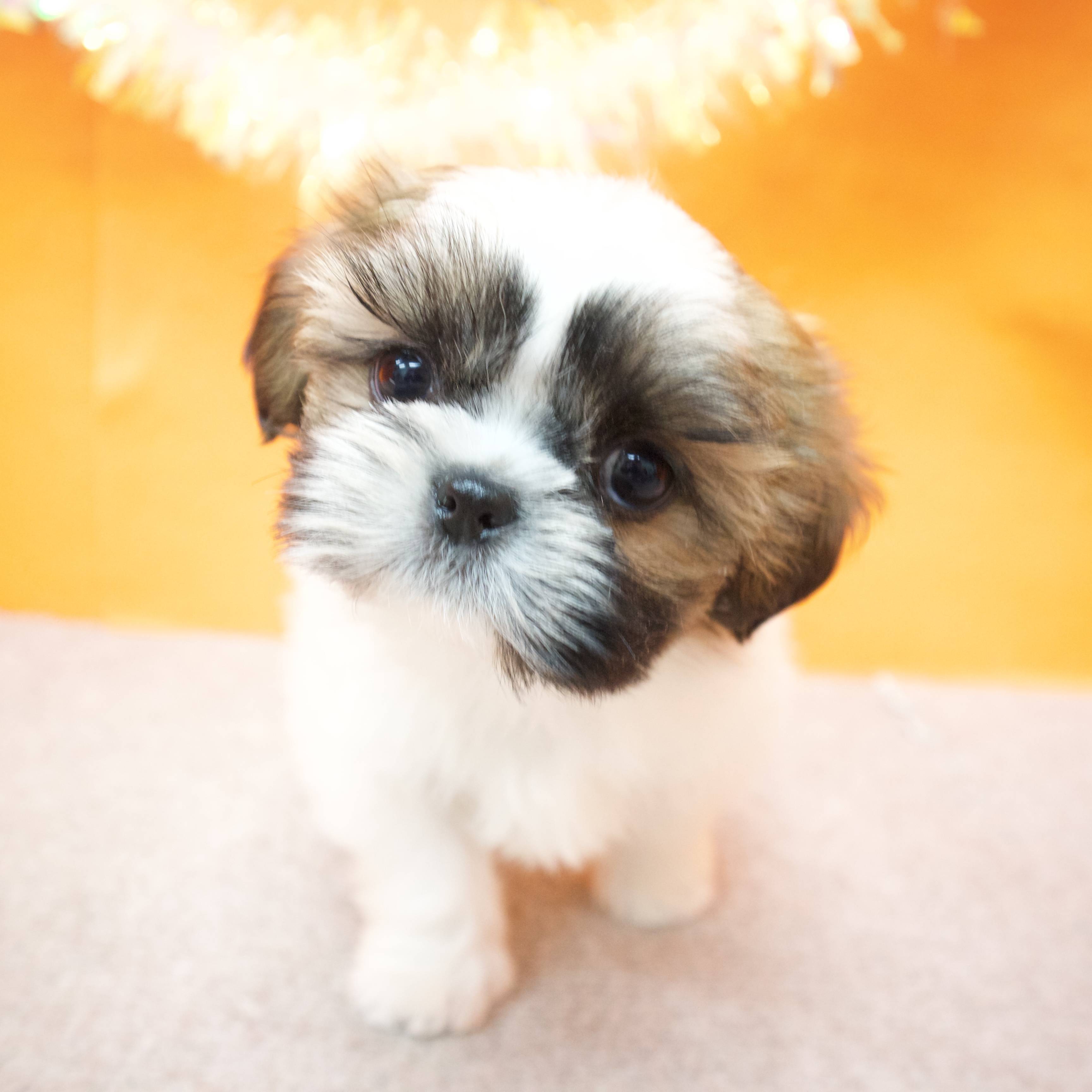 大阪府のシーズー (犬の家＆猫の里吹田店/2025年9月16日生まれ/女の子/ゴールドホワイト)の子犬の4枚目の画像