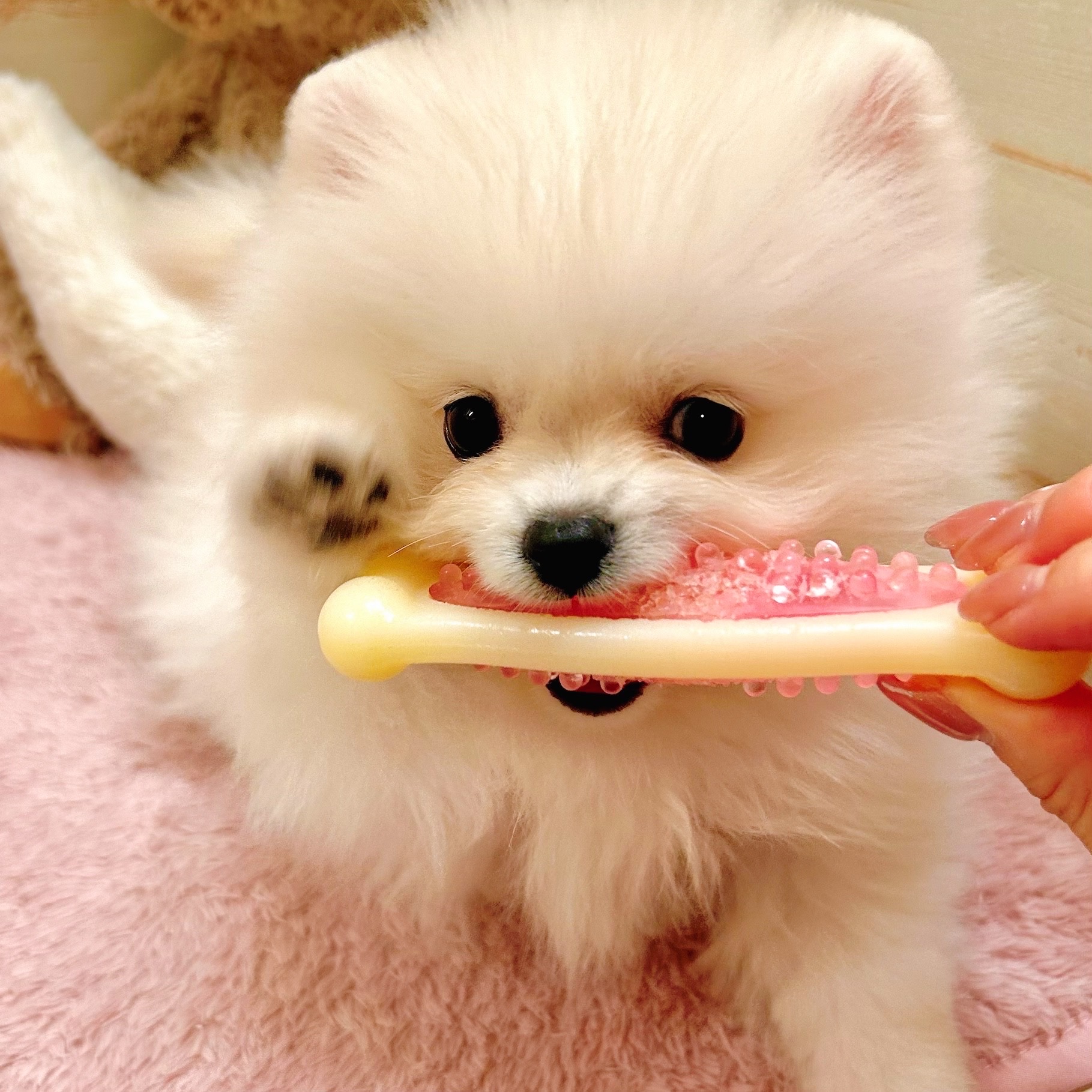 兵庫県のポメラニアン (犬の家＆猫の里神戸店/2025年10月23日生まれ/男の子/クリーム)の子犬の4枚目の画像