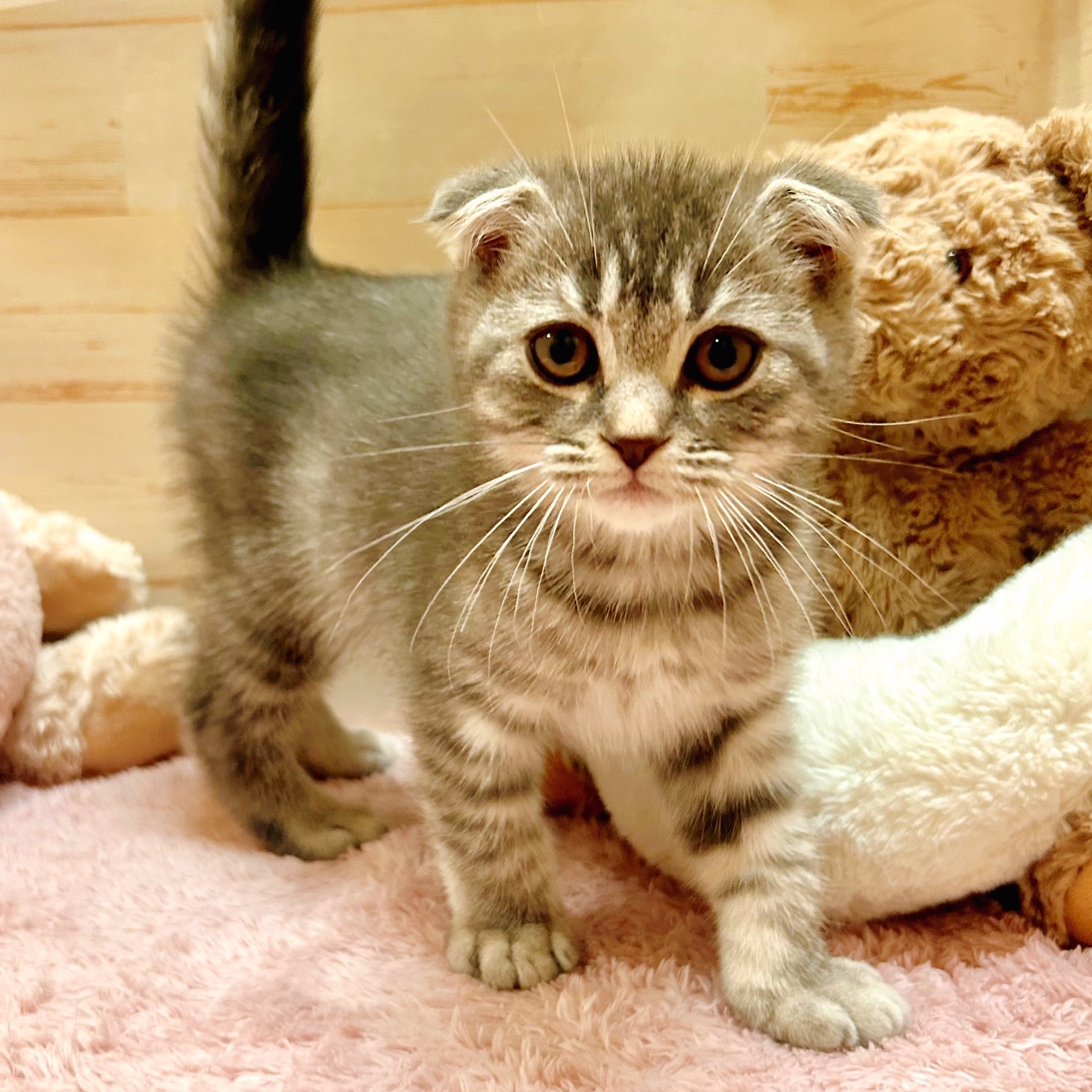 兵庫県のスコティッシュフォールド (犬の家＆猫の里神戸店/2025年10月16日生まれ/男の子/ブルータビー)の子猫の4枚目の画像