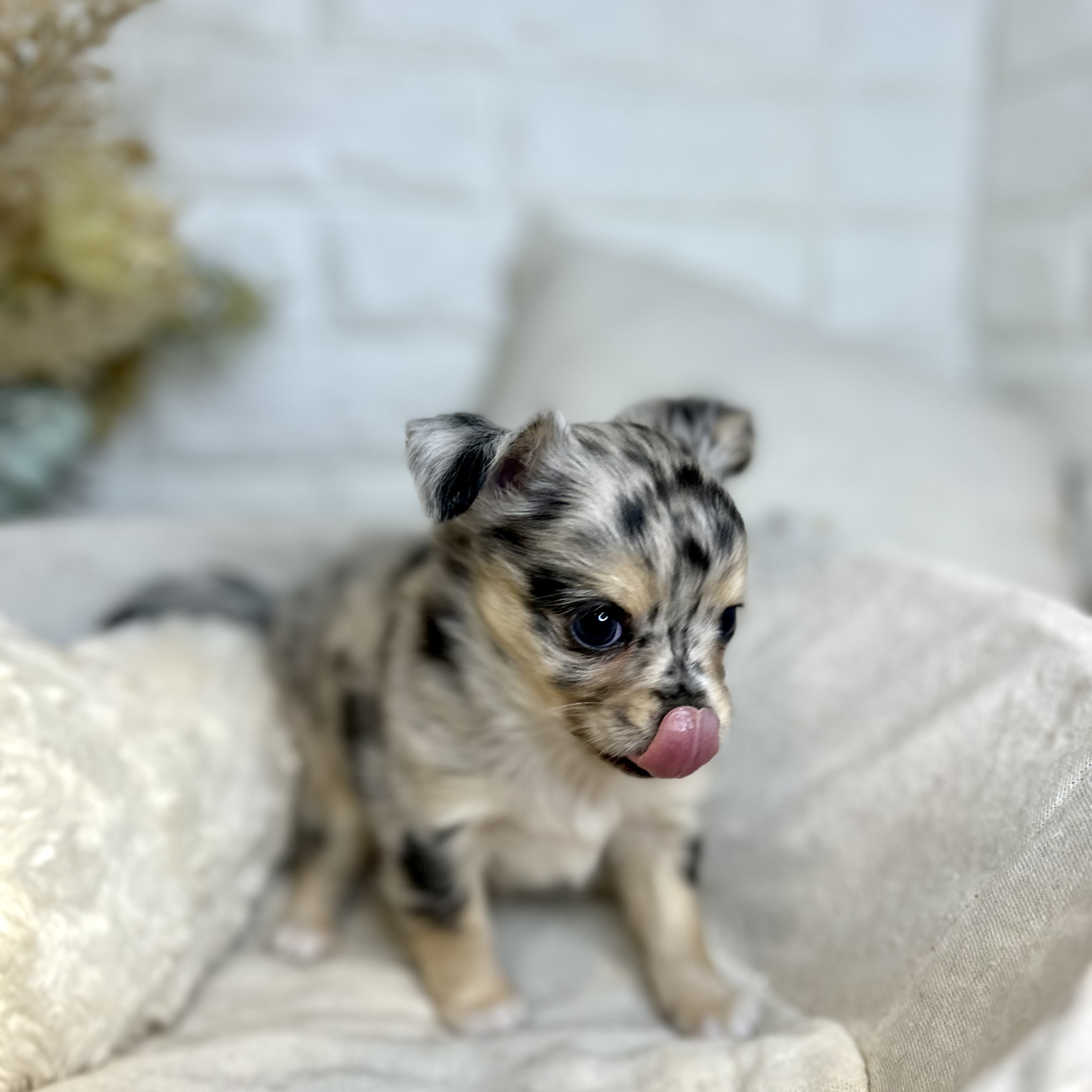 東京都のチワワ(ロング) (犬の家＆猫の里新宿店/2025年8月5日生まれ/男の子/ブルーマール)の子犬の4枚目の画像