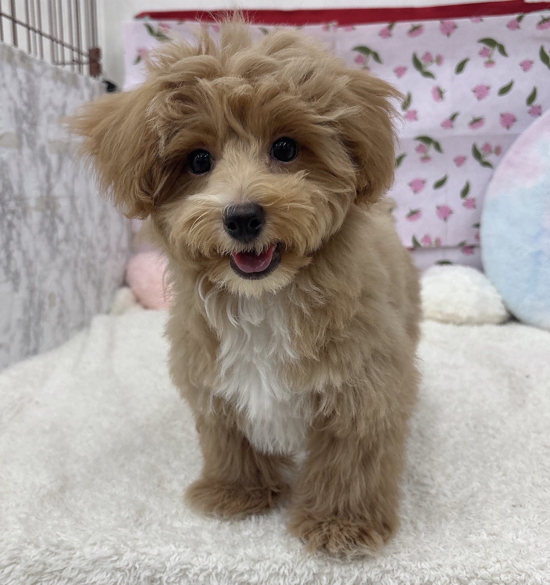愛知県のマルプー(マルチーズ×プードル) (犬の家＆猫の里エアポートウォーク店/2026年4月8日生まれ/男の子/アプリコットホワイト)の子犬の4枚目の画像