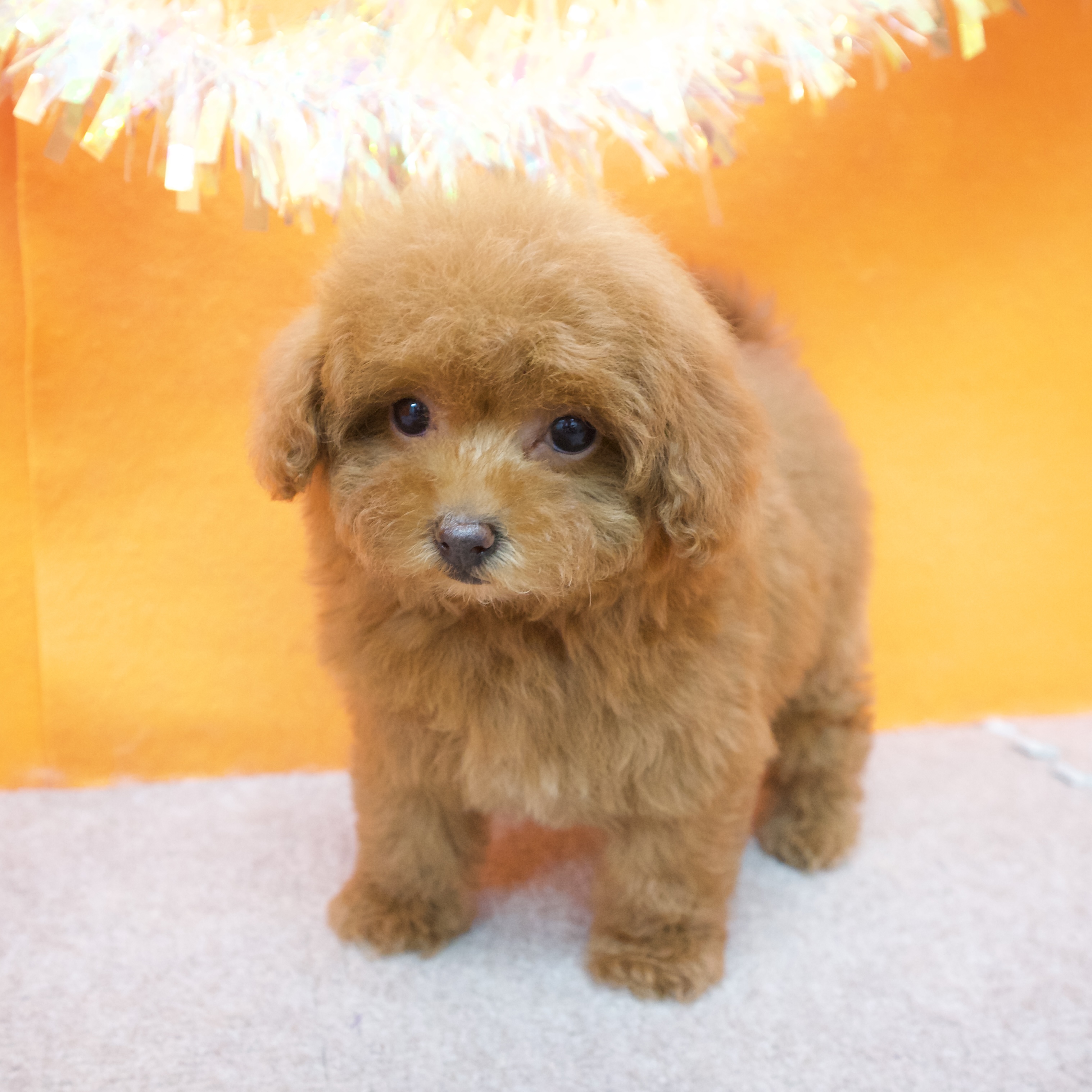 大阪府のトイプードル(タイニー) (犬の家＆猫の里吹田店/2025年9月20日生まれ/女の子/レッド)の子犬の4枚目の画像