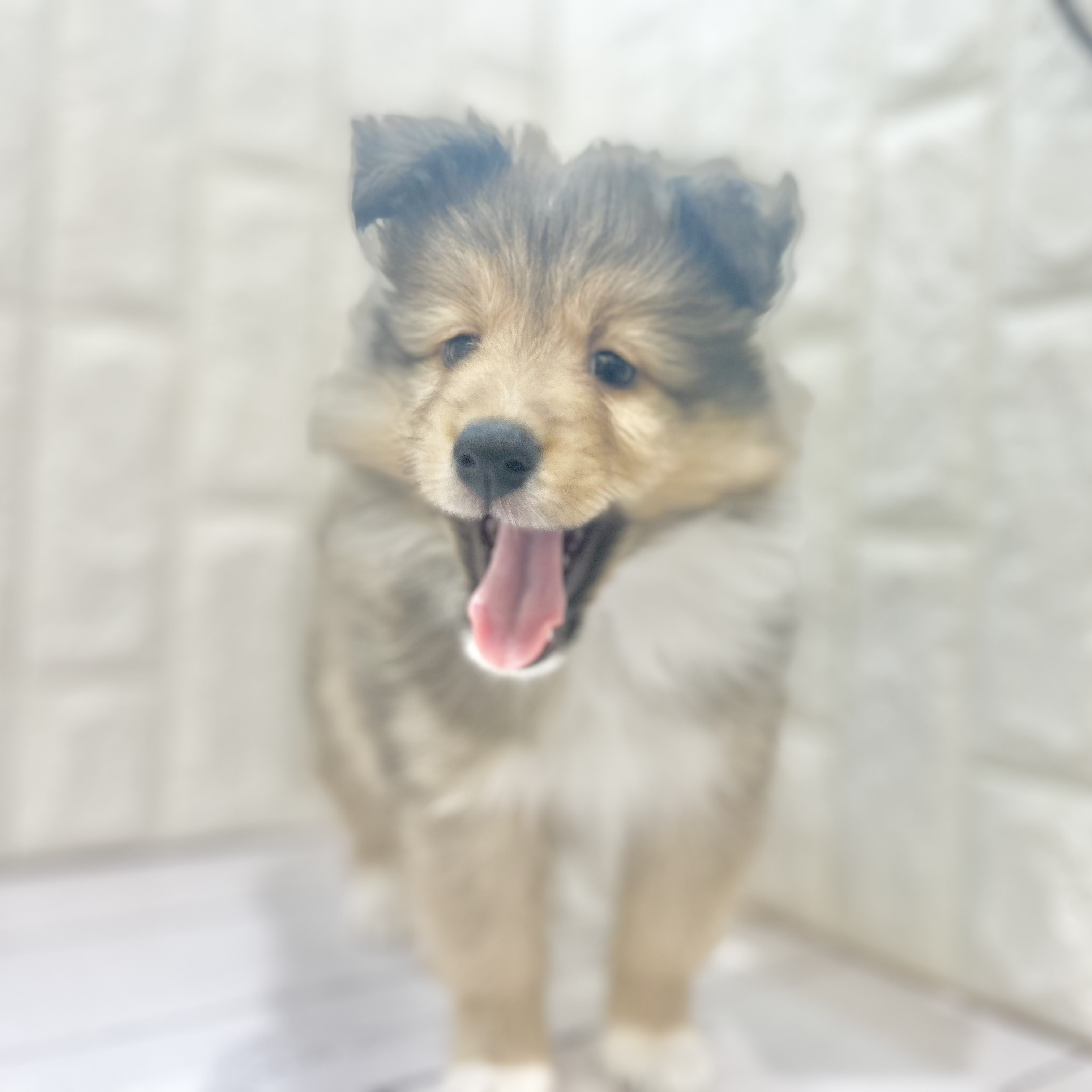 岡山県のシェットランドシープドッグ (犬の家＆猫の里倉敷店/2025年7月24日生まれ/女の子/セーブルホワイト)の子犬の1枚目の画像