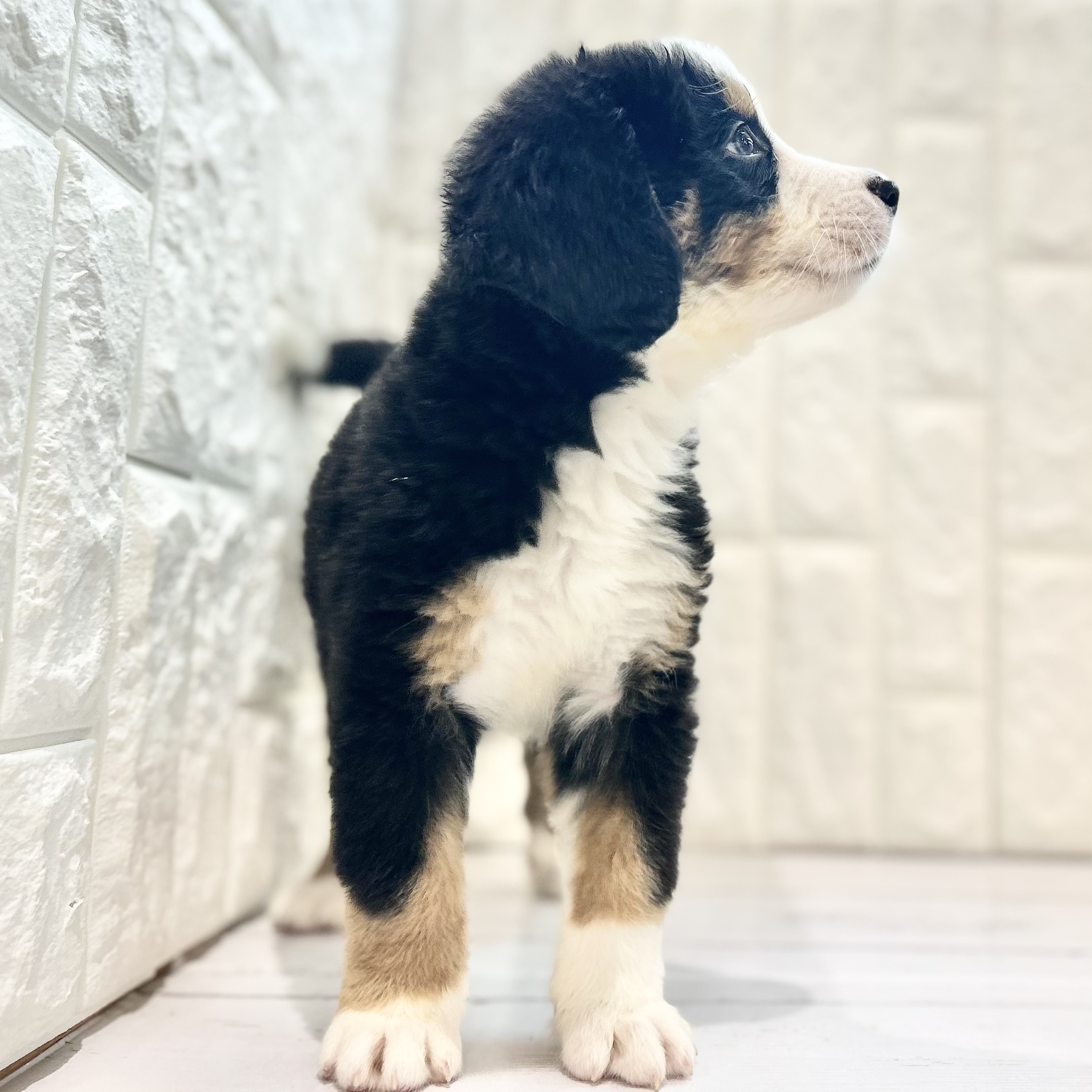 岡山県のバーニーズマウンテンドッグ (犬の家＆猫の里倉敷店/2025年7月27日生まれ/女の子/ブラックラストホワイト)の子犬の4枚目の画像
