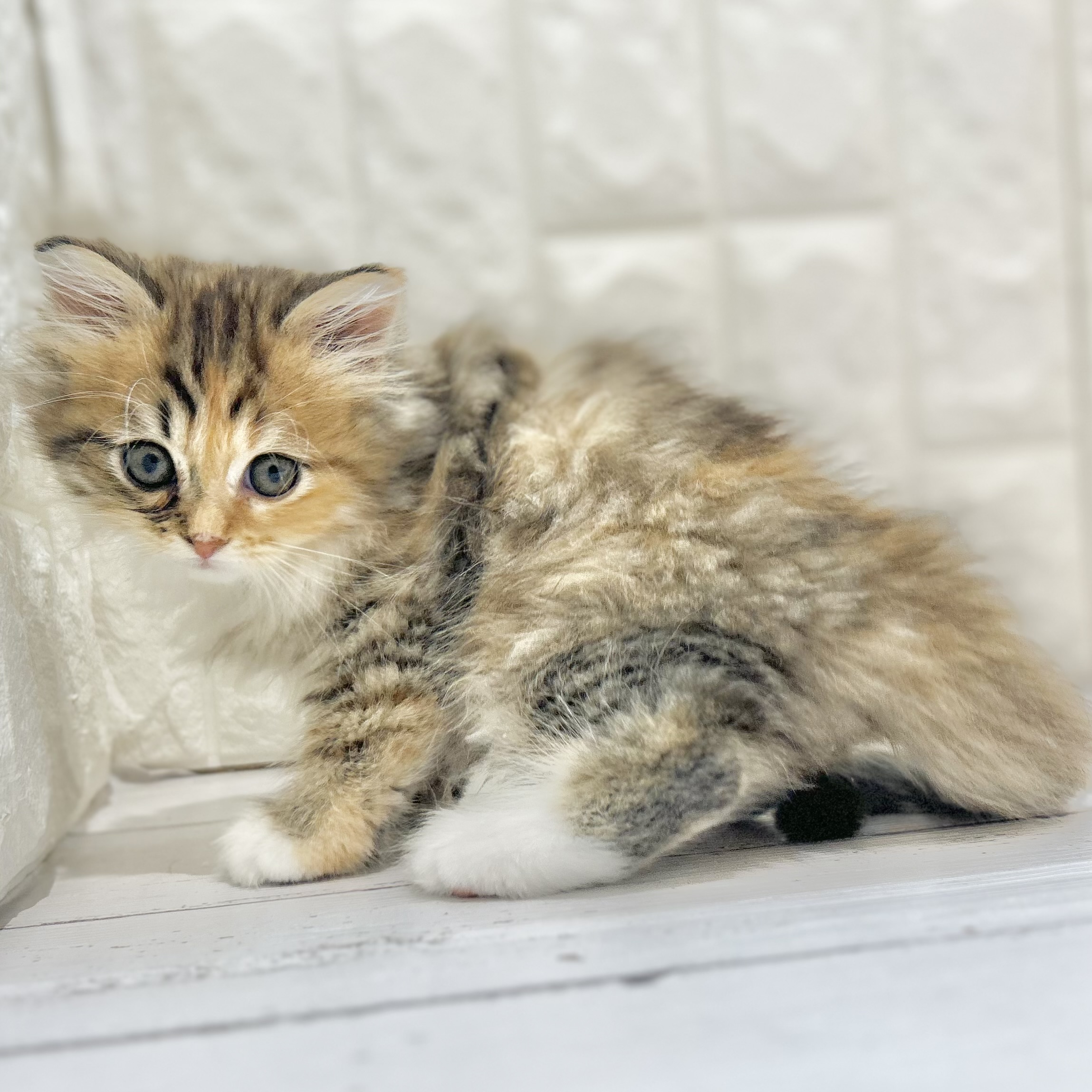 岡山県のサイベリアン (犬の家＆猫の里倉敷店/2025年7月24日生まれ/女の子/ブラウンパッチドタビーホワイト)の子猫の4枚目の画像