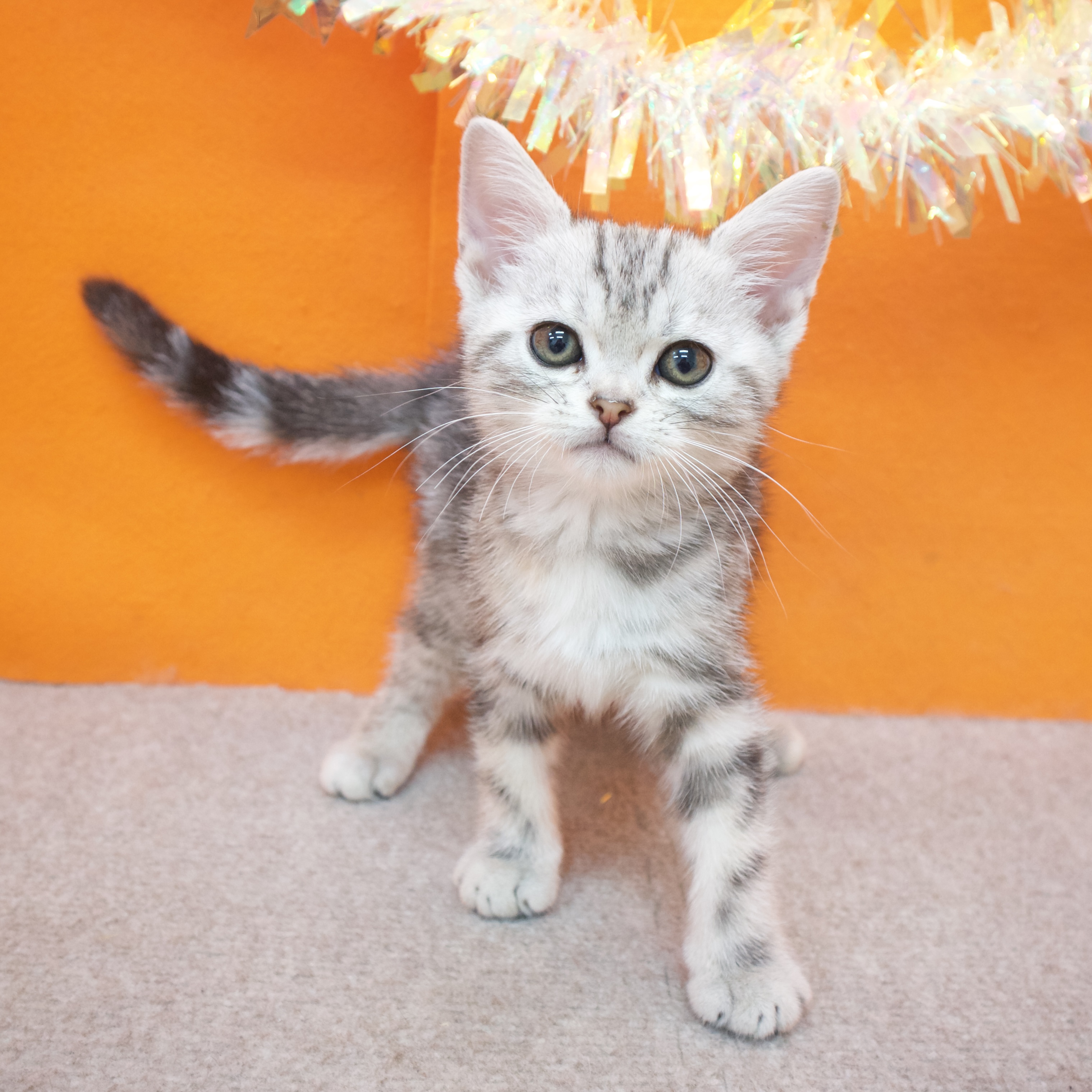 大阪府のアメリカンショートヘアー (犬の家＆猫の里吹田店/2025年9月18日生まれ/女の子/シルバーパッチドタビー)の子猫の4枚目の画像