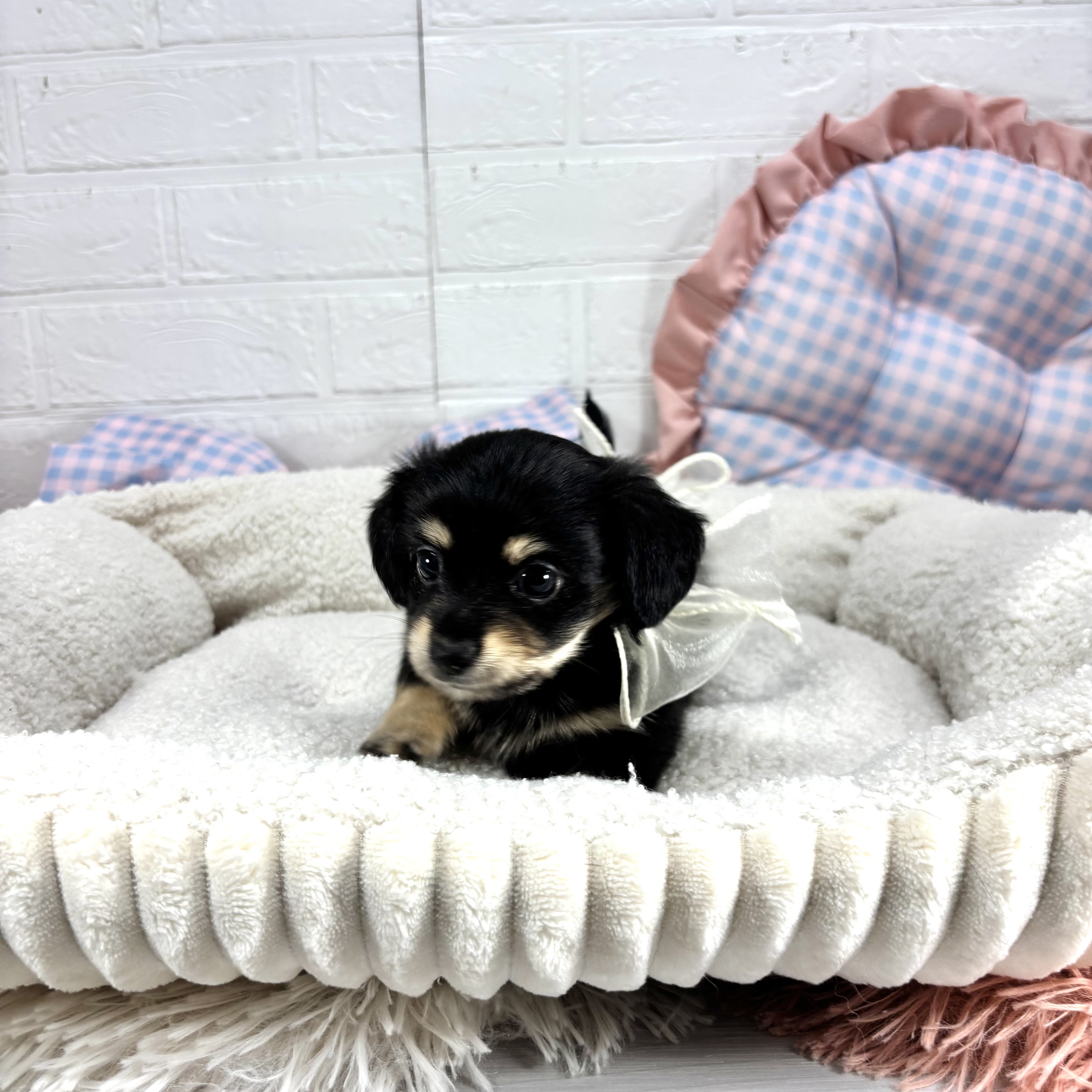 神奈川県のチワックス(チワワ×ダックス) (犬の家＆猫の里モザイクモール港北店/2025年6月24日生まれ/男の子/ブラックタン)の子犬の4枚目の画像