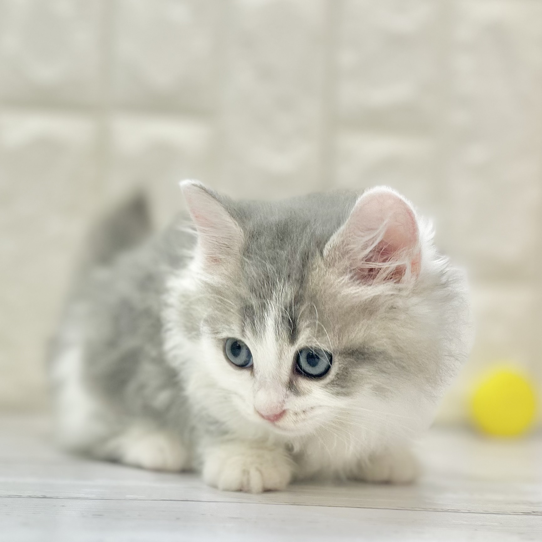 岡山県のミヌエット (犬の家＆猫の里倉敷店/2025年7月20日生まれ/男の子/ブルータビーホワイト)の子猫の4枚目の画像