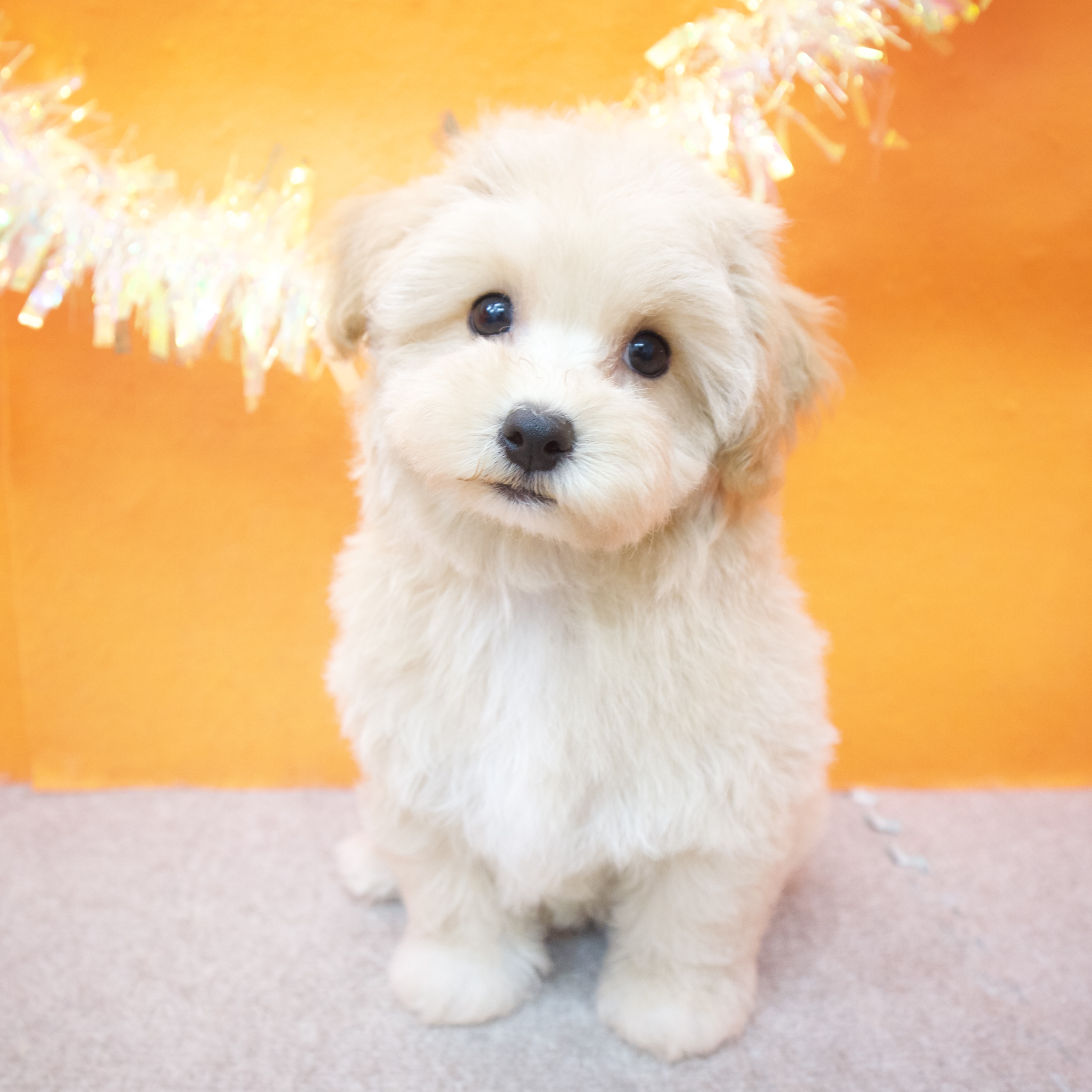 大阪府のマルプー(マルチーズ×プードル) (犬の家＆猫の里吹田店/2025年9月18日生まれ/男の子/アプリコット)の子犬の4枚目の画像