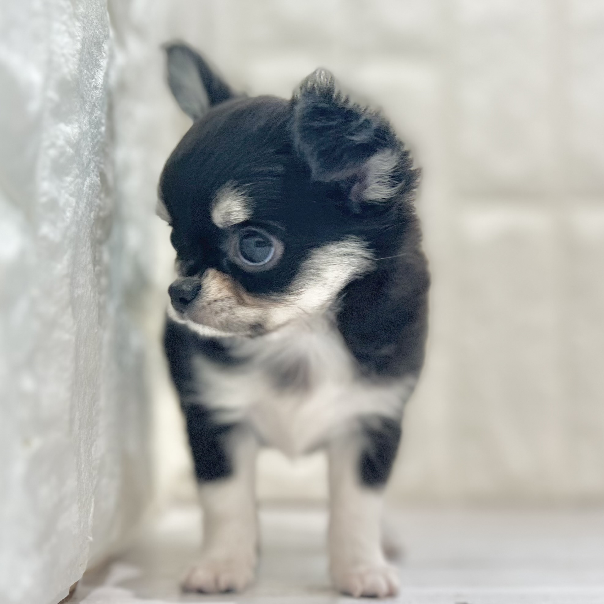 岡山県のチワワ(ロング) (犬の家＆猫の里倉敷店/2025年7月26日生まれ/女の子/ブラックタンホワイト)の子犬の4枚目の画像