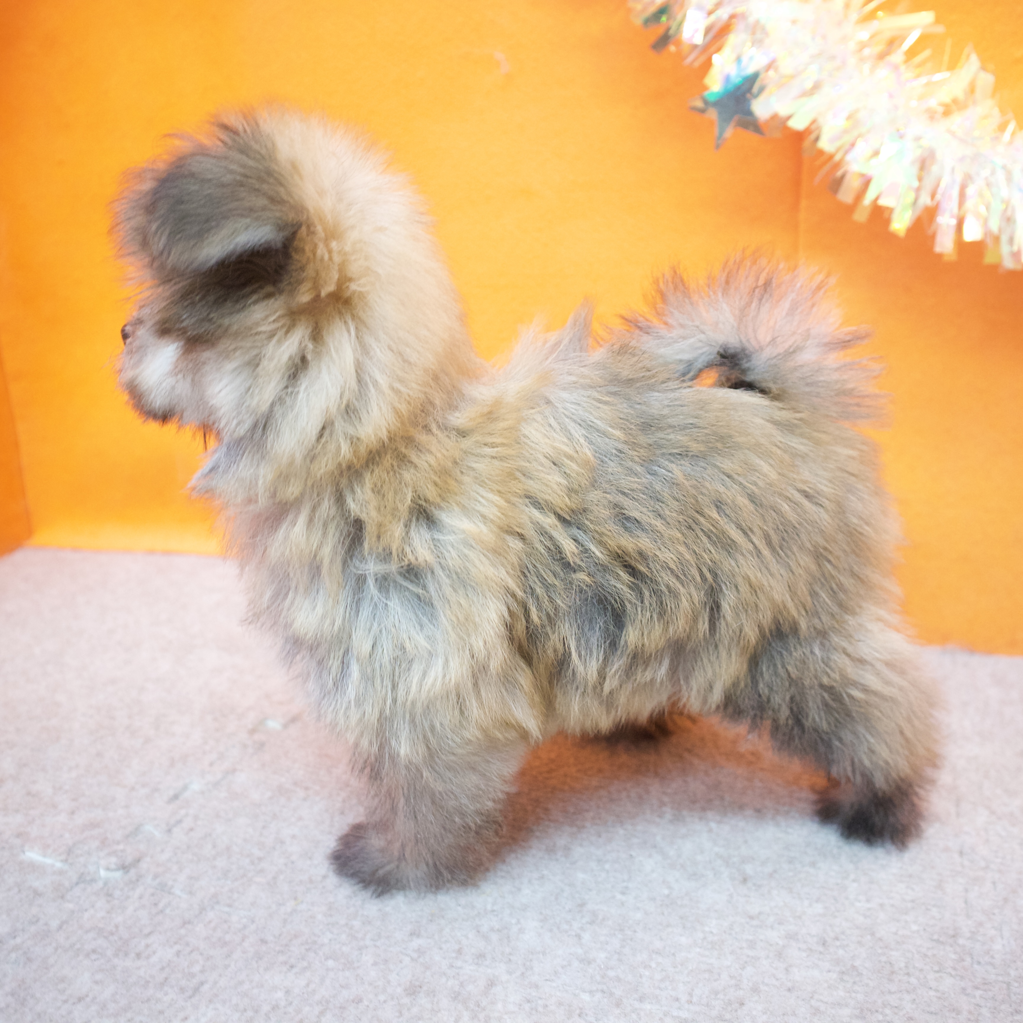 大阪府のポメマル/マルポメ(ポメラニアン×マルチーズ) (犬の家＆猫の里吹田店/2025年9月23日生まれ/男の子/オレンジセーブル)の子犬の4枚目の画像