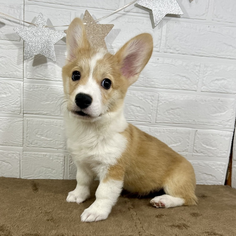 兵庫県のウェルシュコーギーペンブローク (犬の家＆猫の里ニッケパークタウン加古川店/2025年5月9日生まれ/男の子/セーブルホワイト)の子犬の4枚目の画像