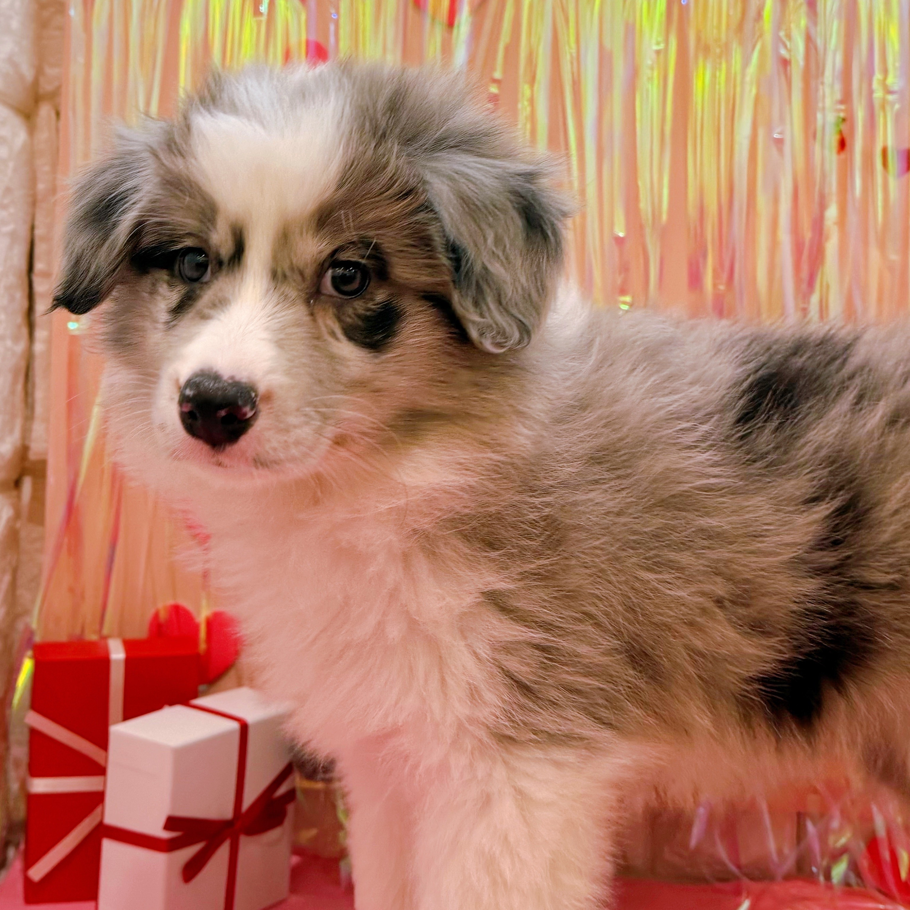 岡山県のボーダーコリー (犬の家＆猫の里倉敷店/2025年11月18日生まれ/男の子/ブルーマール)の子犬の4枚目の画像