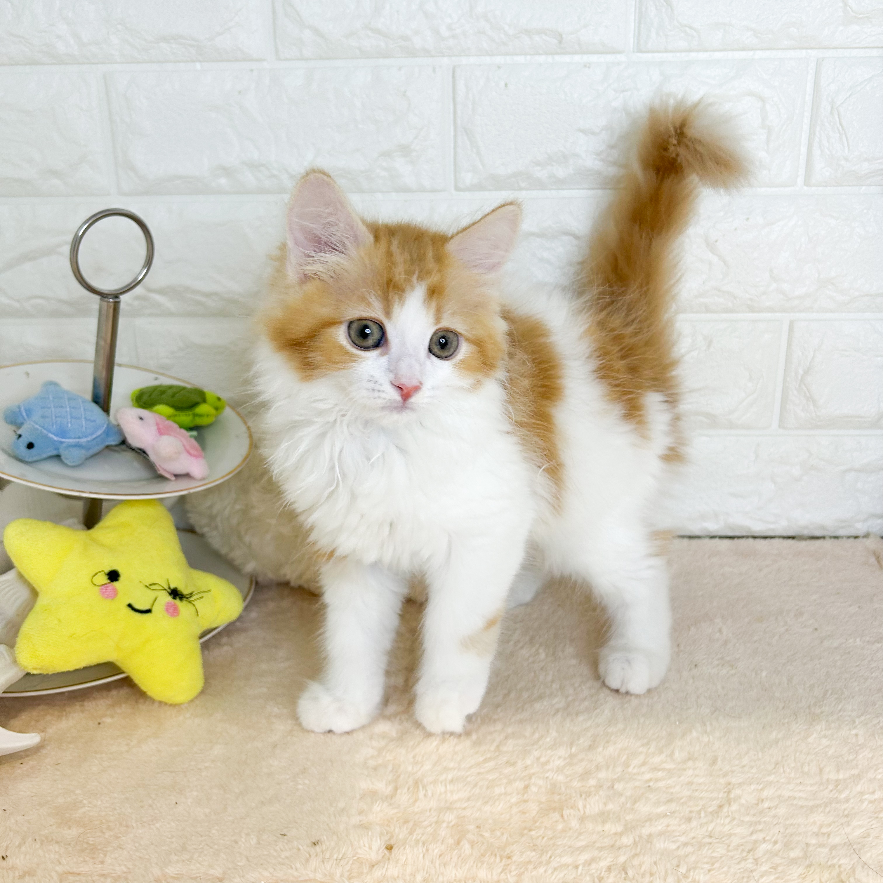 東京都のサイベリアン (犬の家＆猫の里新宿店/2026年5月26日生まれ/男の子/レッドタビー)の子猫の4枚目の画像