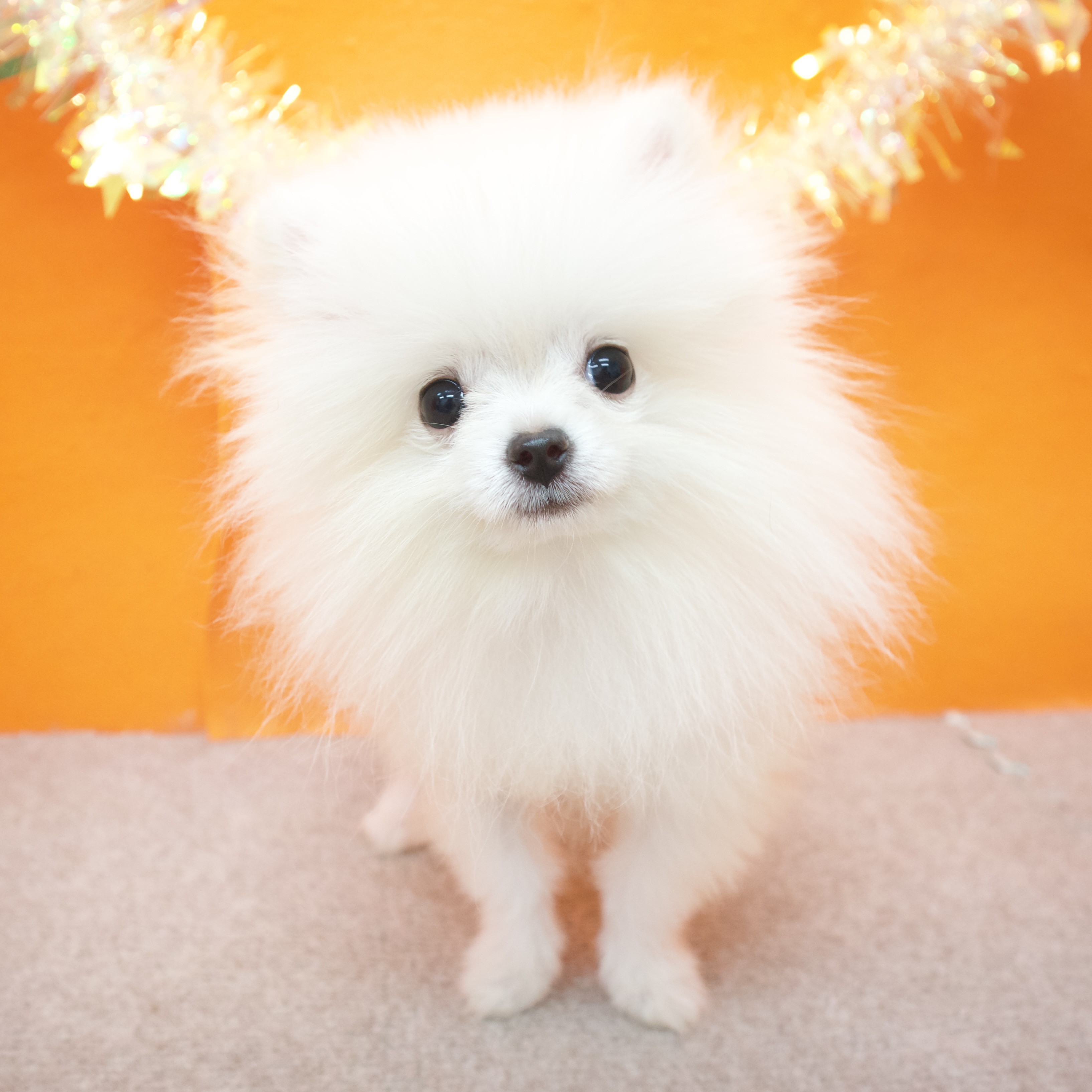 大阪府のポメラニアン (犬の家＆猫の里吹田店/2025年7月1日生まれ/男の子/クリーム)の子犬の4枚目の画像