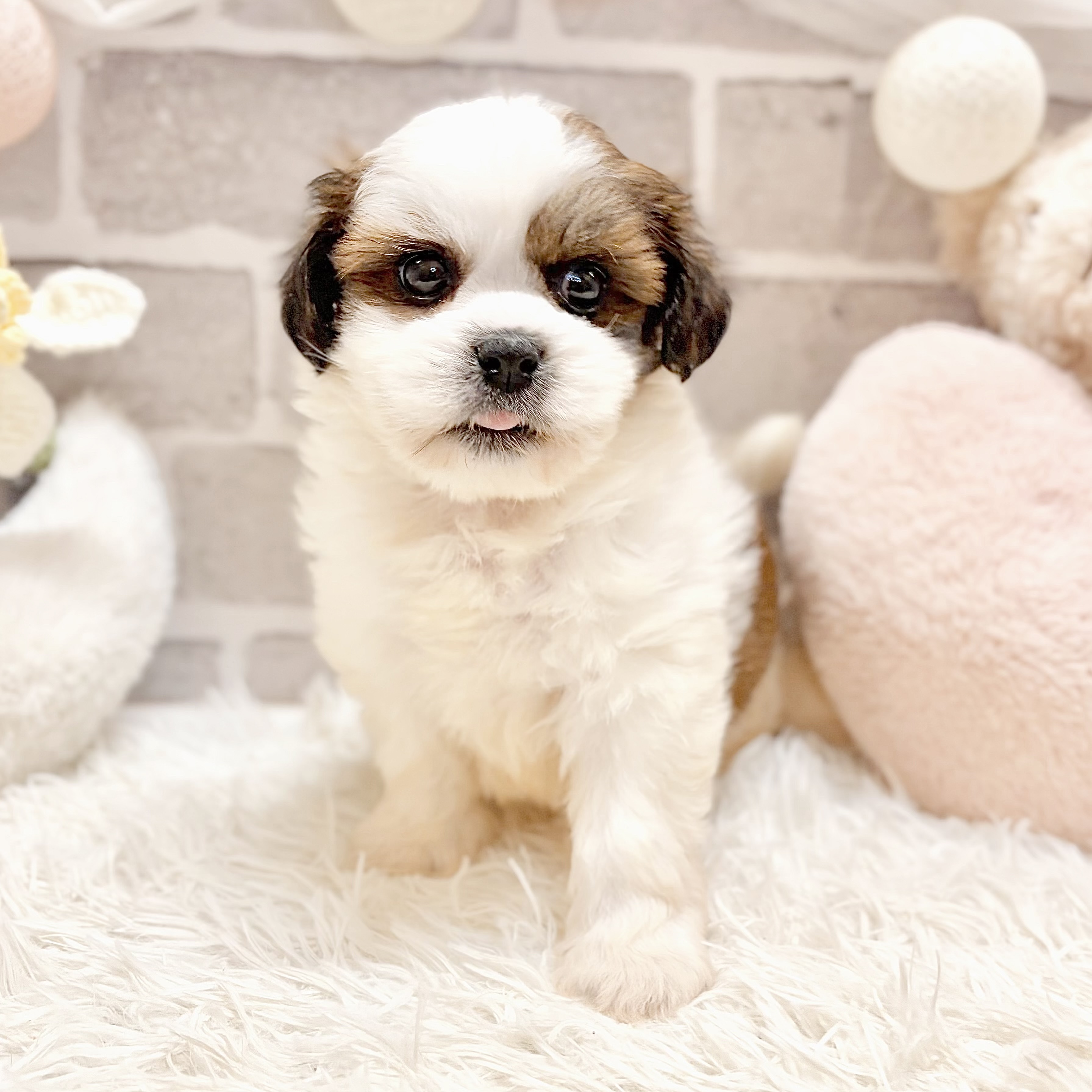 兵庫県のハーフ犬・ミックス犬 (犬の家＆猫の里神戸店/2026年5月24日生まれ/男の子/レッドホワイト)の子犬の4枚目の画像