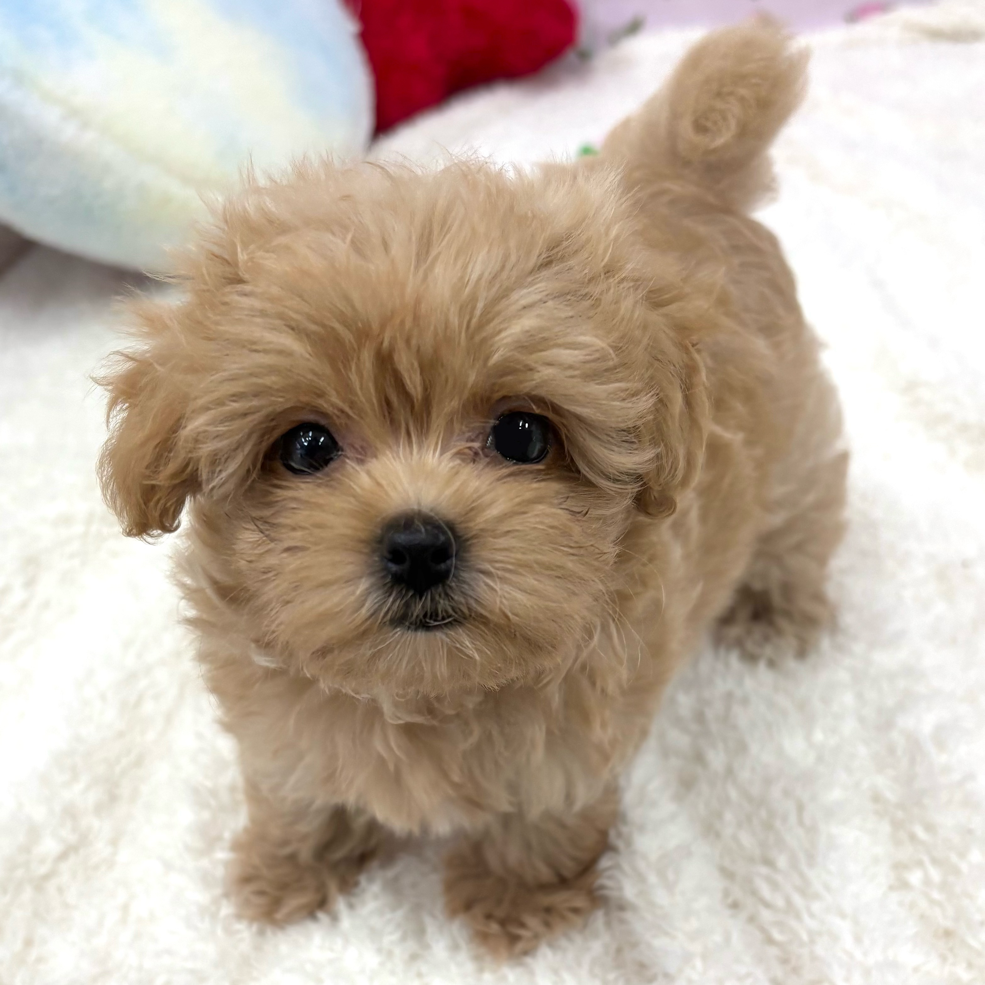 愛知県のマルプー(マルチーズ×プードル) (犬の家＆猫の里エアポートウォーク店/2026年7月2日生まれ/女の子/アプリコット)の子犬の4枚目の画像